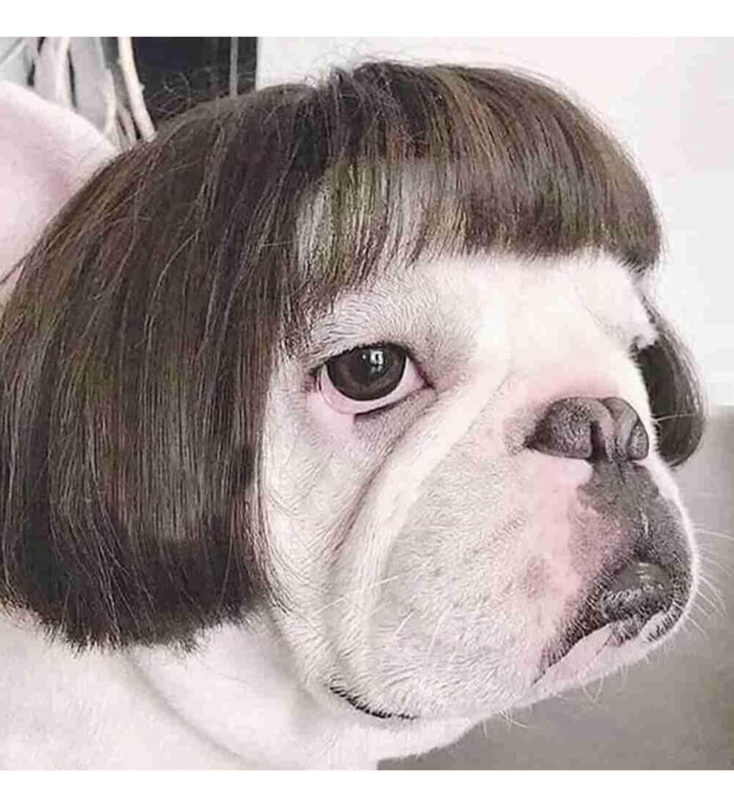 Afro Bangs Funny Pet Wig | Dog Cosplay Pigtails Set | Unique Photography Props & Polyester Wig - Buy Online on GoSupps.com