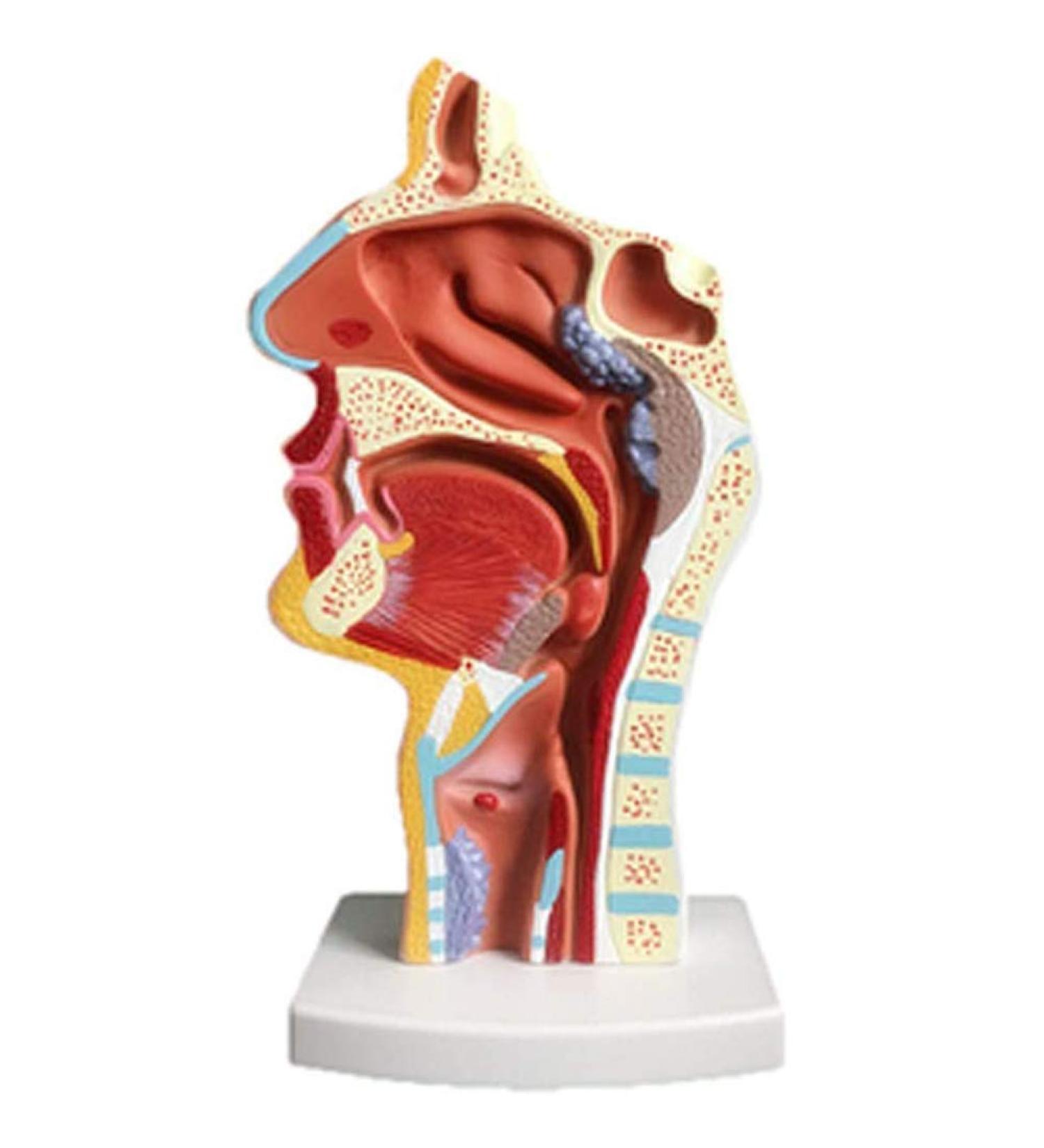 Nasal Cavity Throat Anatomical Model Pathological Nasal Pharyngeal Oropharyngeal Longitudinal Section Model - Buy Online on GoSupps.com