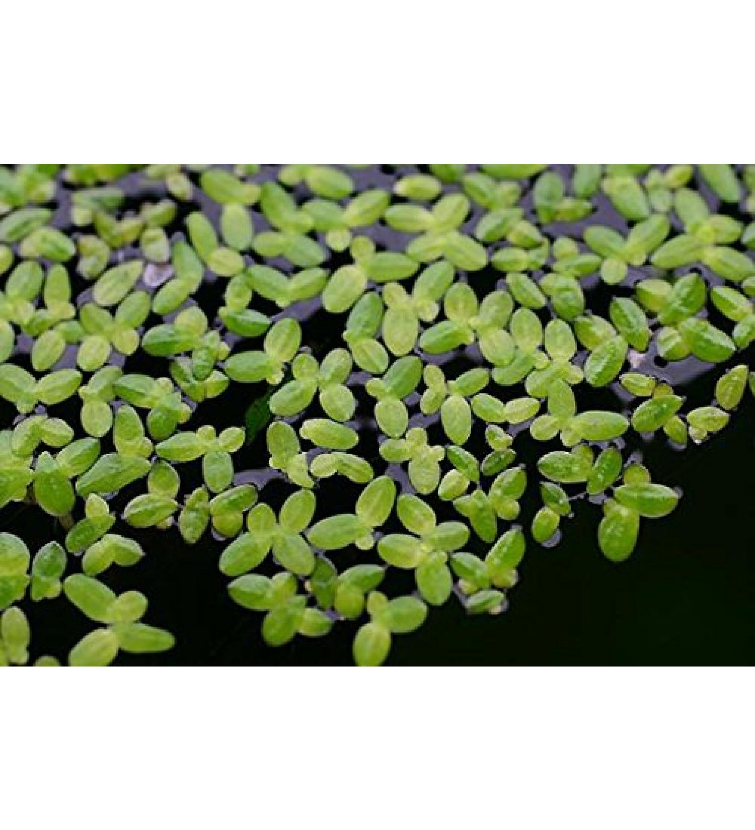 5 x LIVE DUCKWEED (LEMNA MINOR)