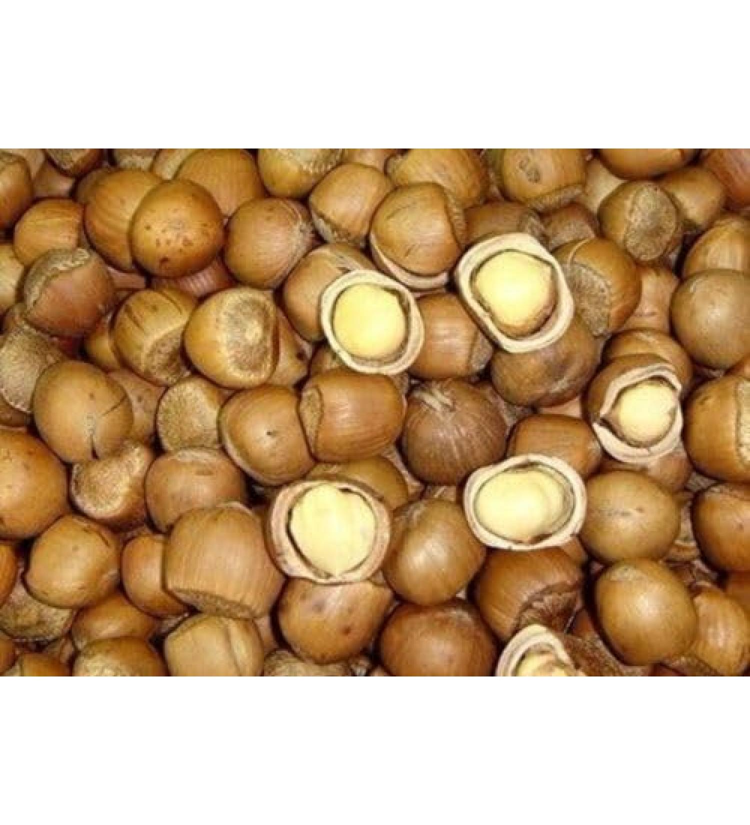3 Pound (1362 grams) Stir-fried hazelnut Grade A from Northeast China.