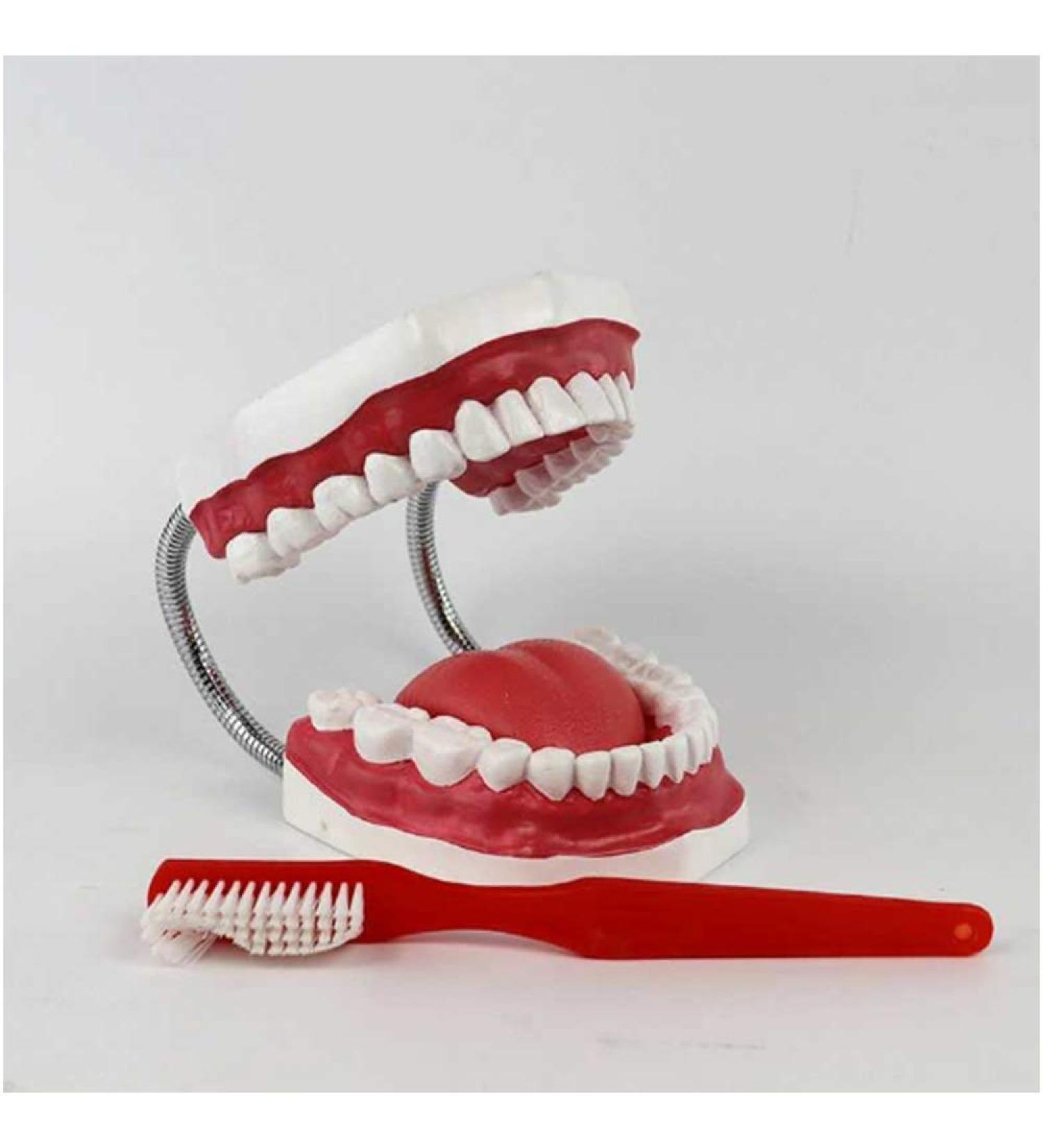 Utah Teeth Study Model - 28 Dental Care Model for Kids & Students | Educational Dentist Lessons with Toothbrush - Buy Online on GoSupps.com