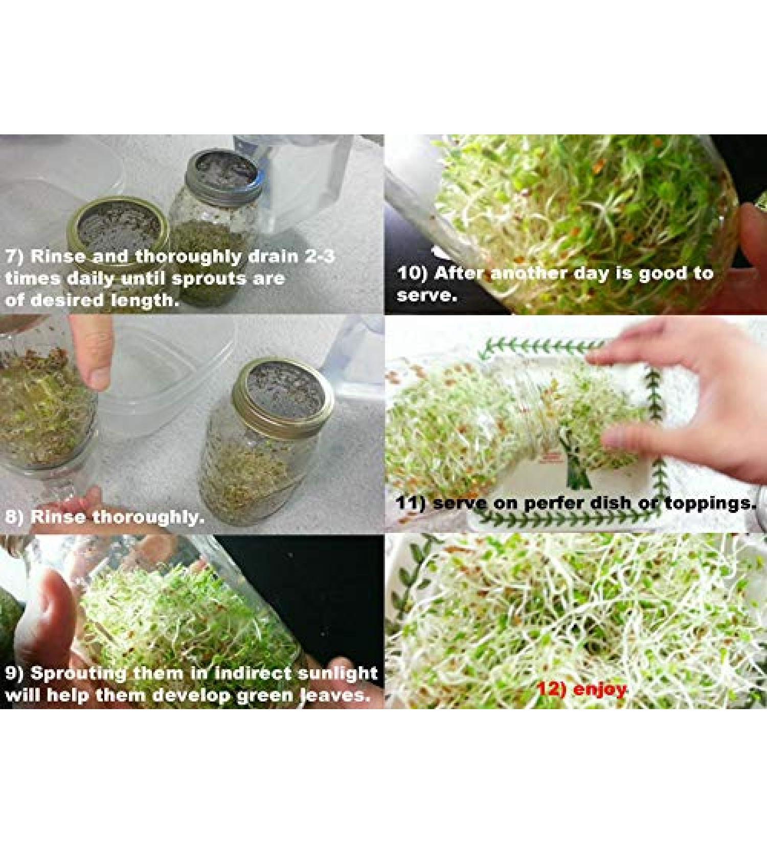 SEMI DI GERMINAZIONE: 2X Couvercle Ampia + 5000 Samen: USDA Organic Alfalfa keimenden Samen mit Micro Gr n Deckel f r Mason Jar 1G-de 1/2 lb