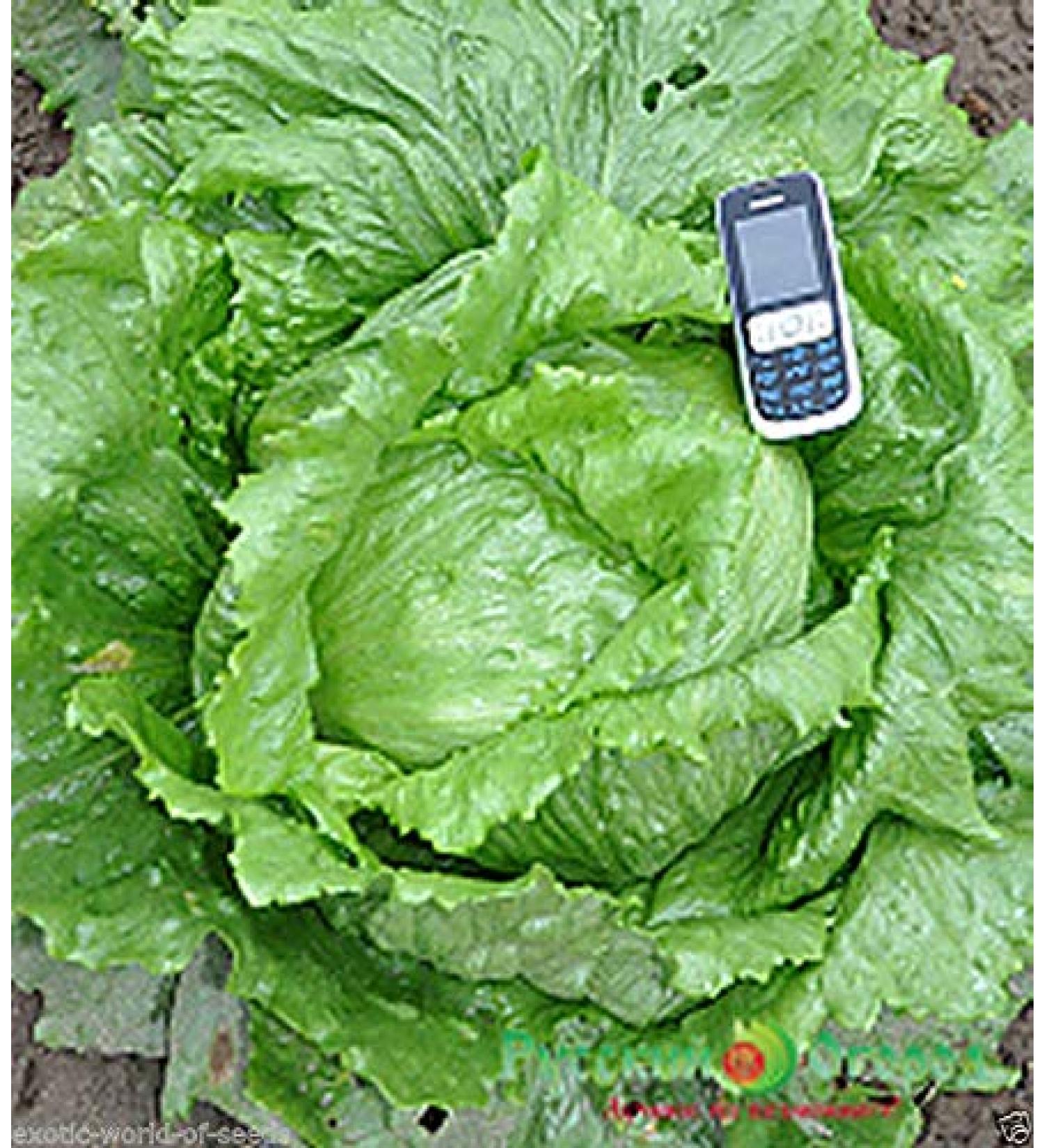 Portal Cool Russian Giant Iceberg Lettuce Seeds Xxl head Up to 500 grams - Buy Online on GoSupps.com