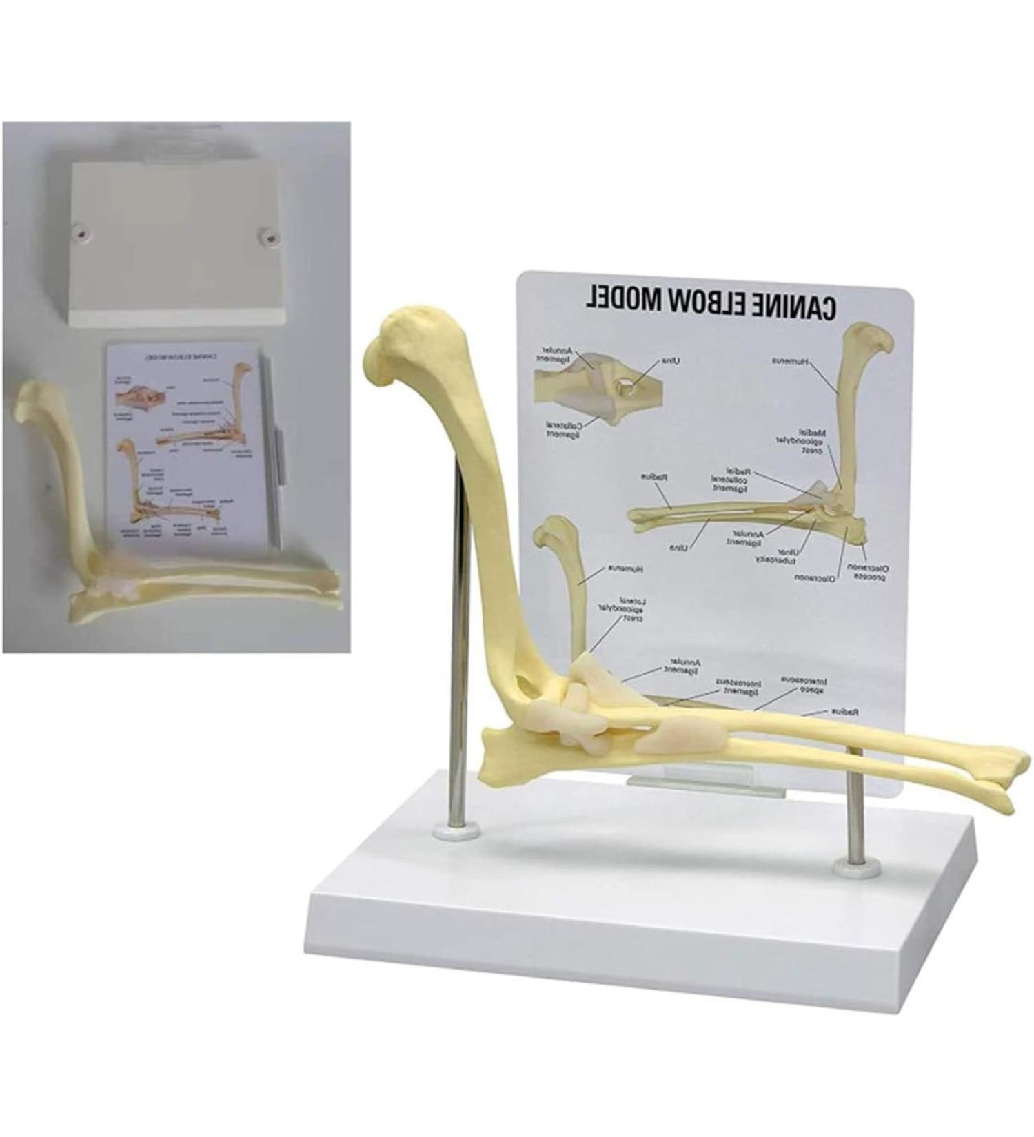 Dog Joints Dog Elbow Normal Large Dog Elbow Joint Ligament Model Dog Canine Elbow Joint Model Educational Tool Animal Body Anatomy Dog Elbow for Veterinary Office - Buy Online on GoSupps.com