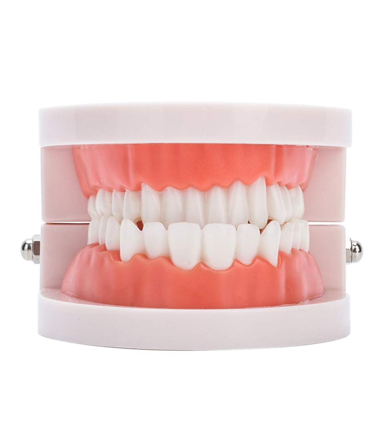 Teeth Model & Denture Gums 28Pcs - Standard Adult Teaching Tool | International Shipping - Buy Online on GoSupps.com