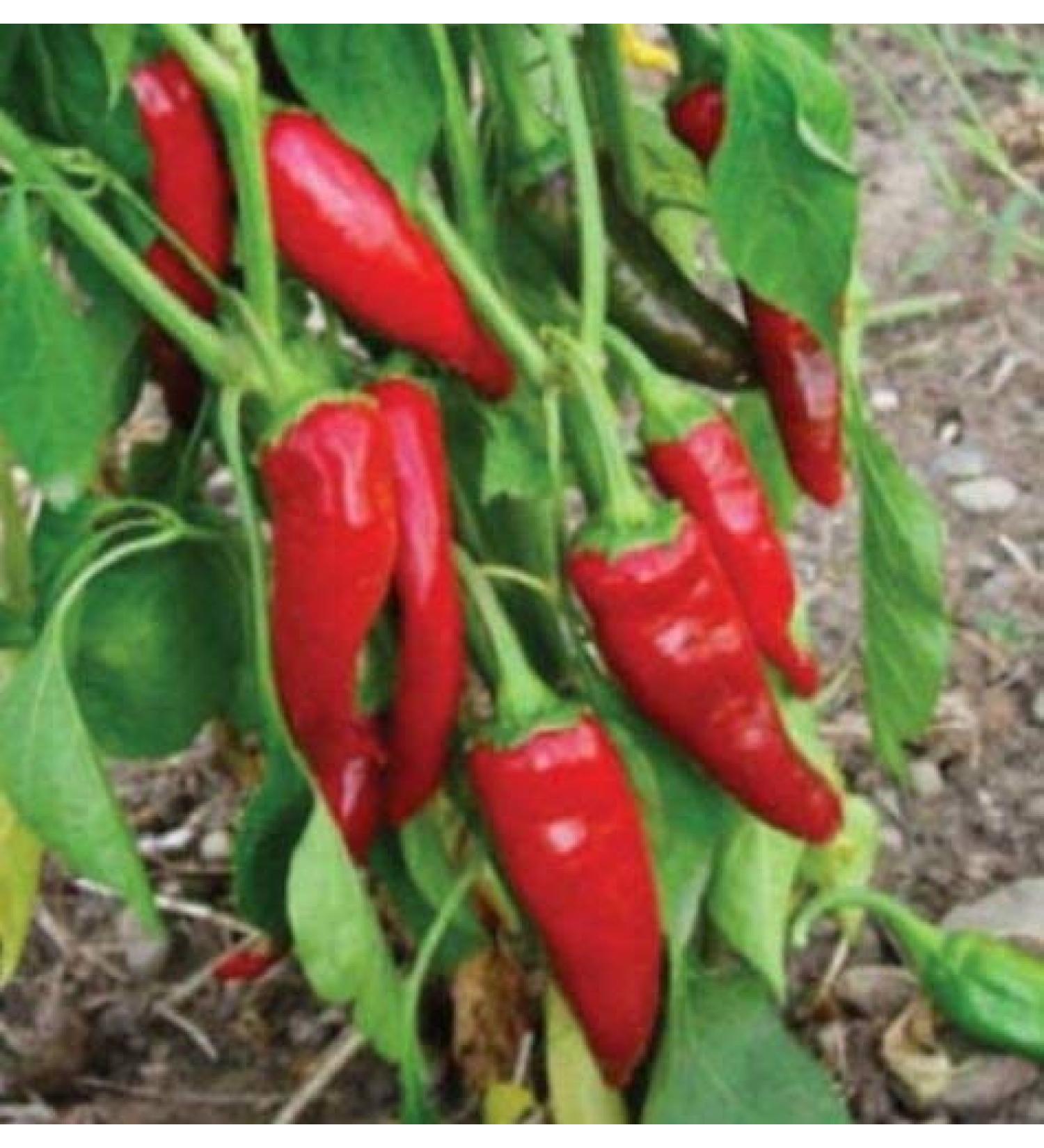50 Semi Guajillo Pepe Capsicum annuum Mirasol Chili Chile Mild Sweet Chilli