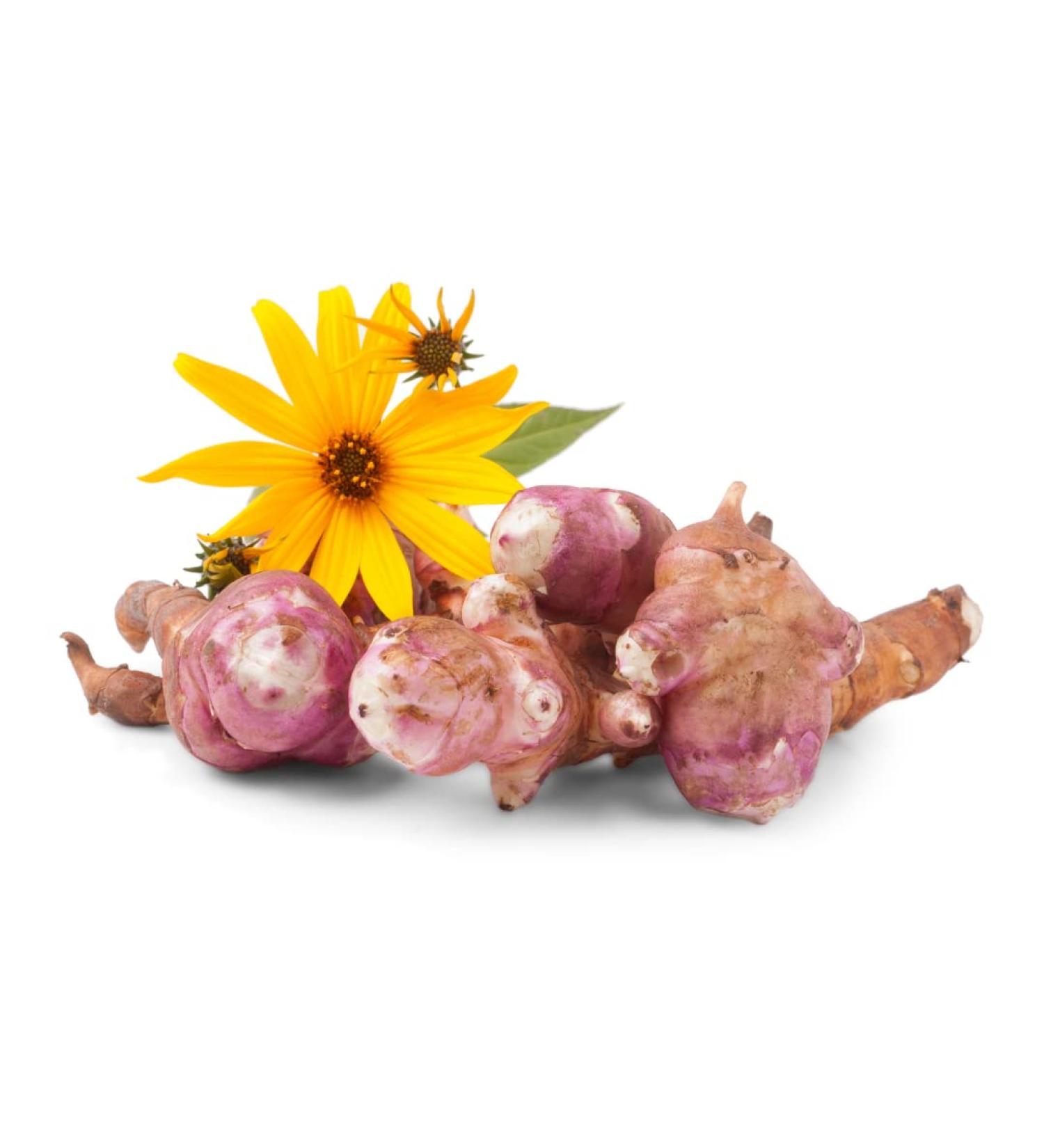 Buy Fresh Jerusalem Artichoke Tubers - 1000g | Premium Quality International Shipping - Buy Online on GoSupps.com