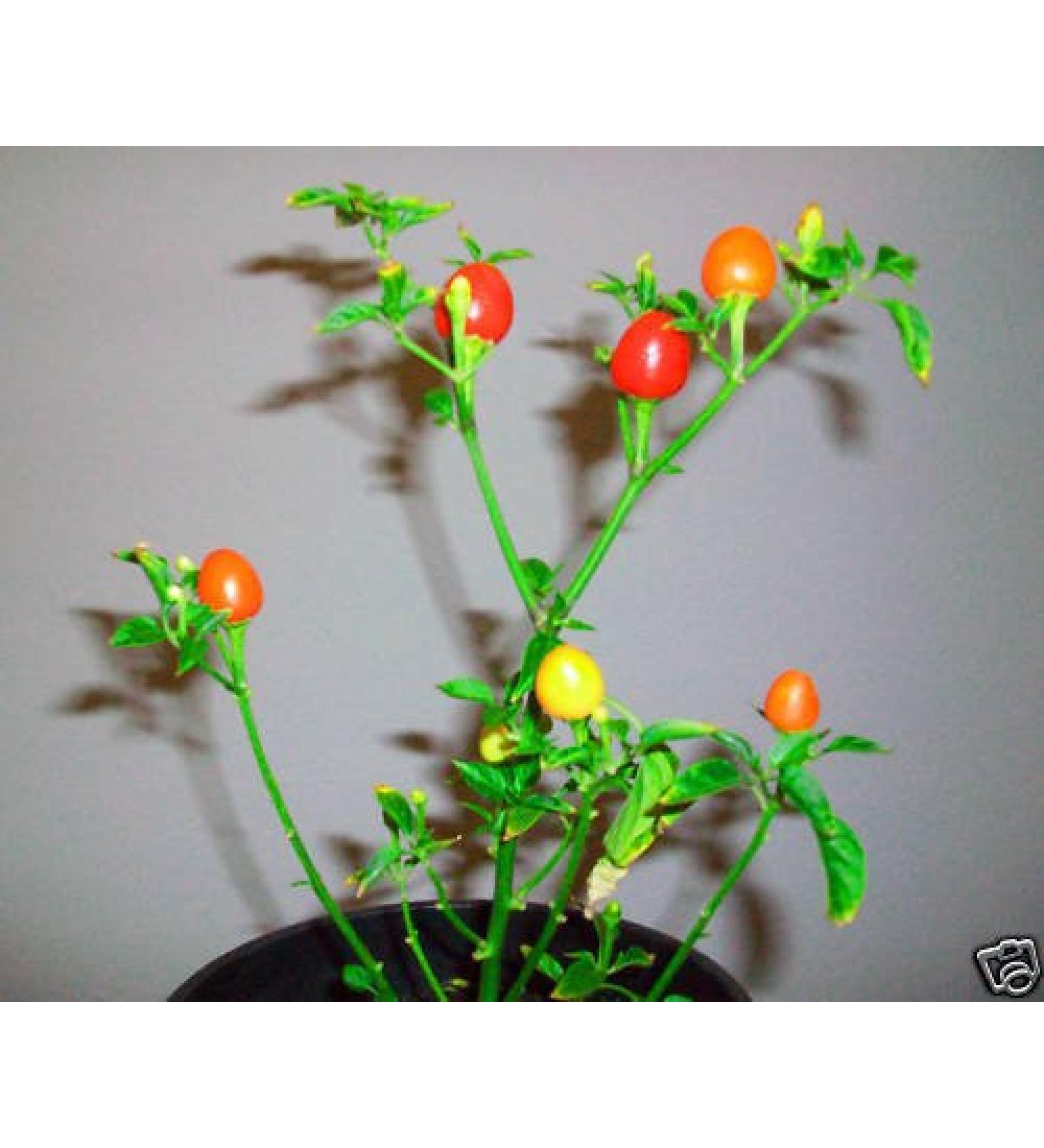 15 Rare Semi Lanterna giapponese Hot Chili Pepper
