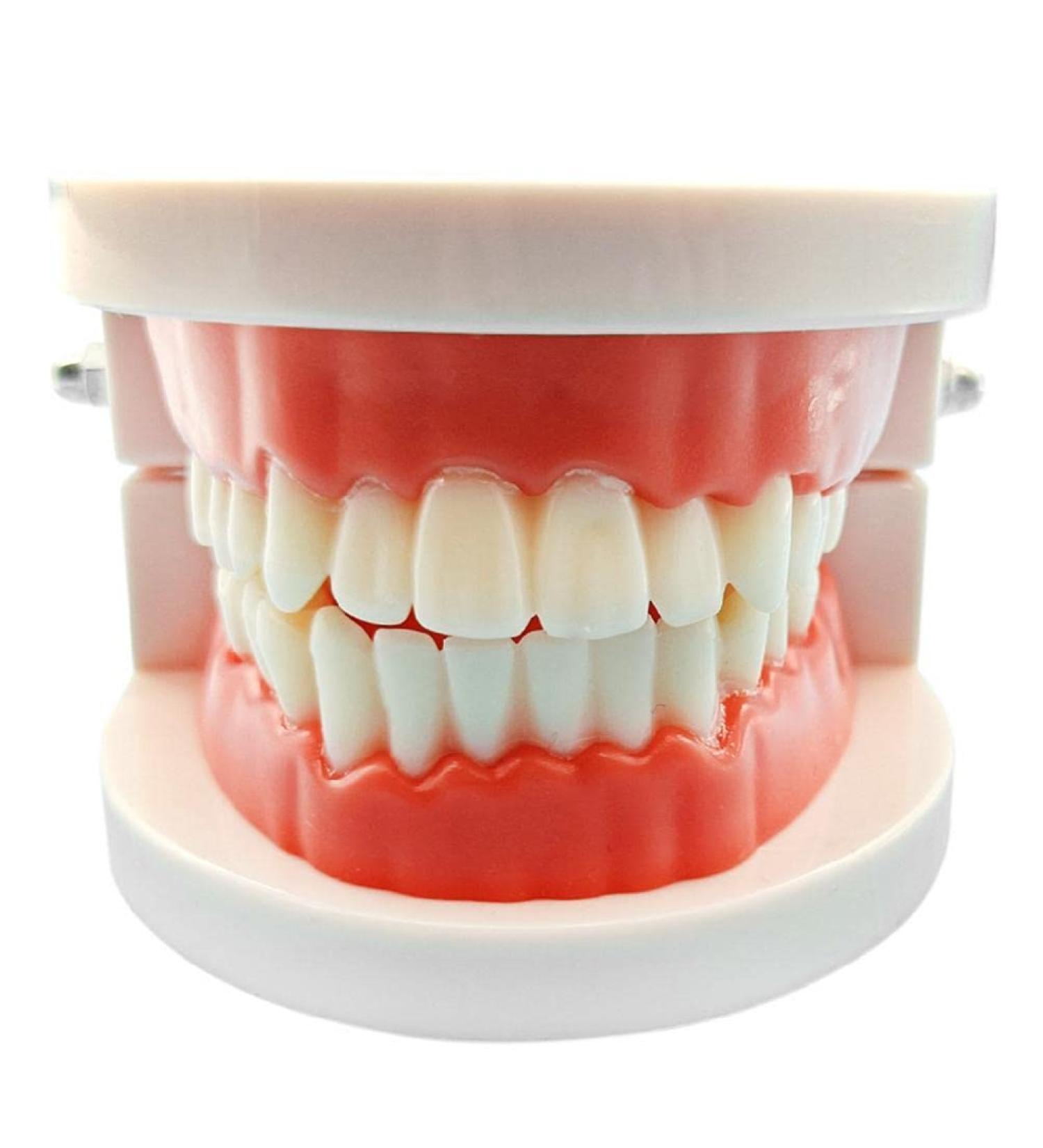 Standard Teeth Model Typodont - Ideal for Demonstration & Teaching | Children's Learning Tool - Buy Online on GoSupps.com