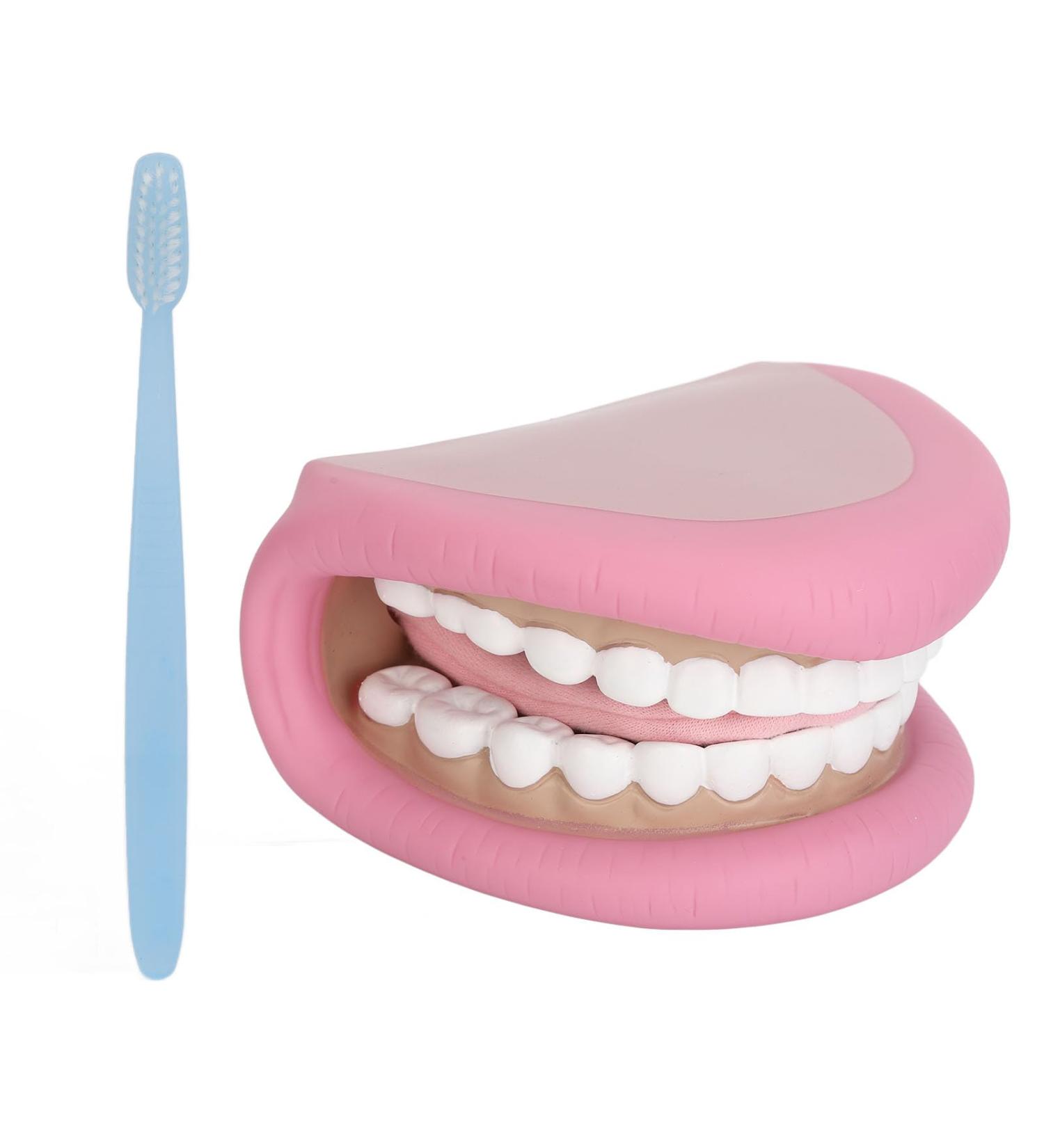 Dental Care Model with Toothbrush & 28 Teeth - Children's Educational Mouth Puppet for Teaching & Studying - Buy Online on GoSupps.com