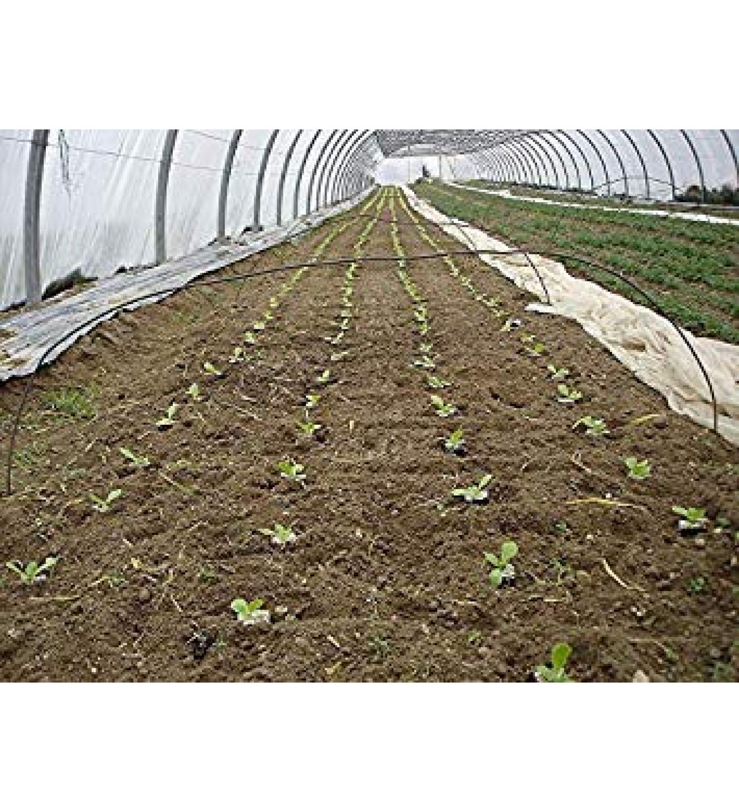 Potseed 1G 1000 Seeds 10006000 Romaine Rougette Lettuce Seeds from Montpellier Midi Lactuca Sativa