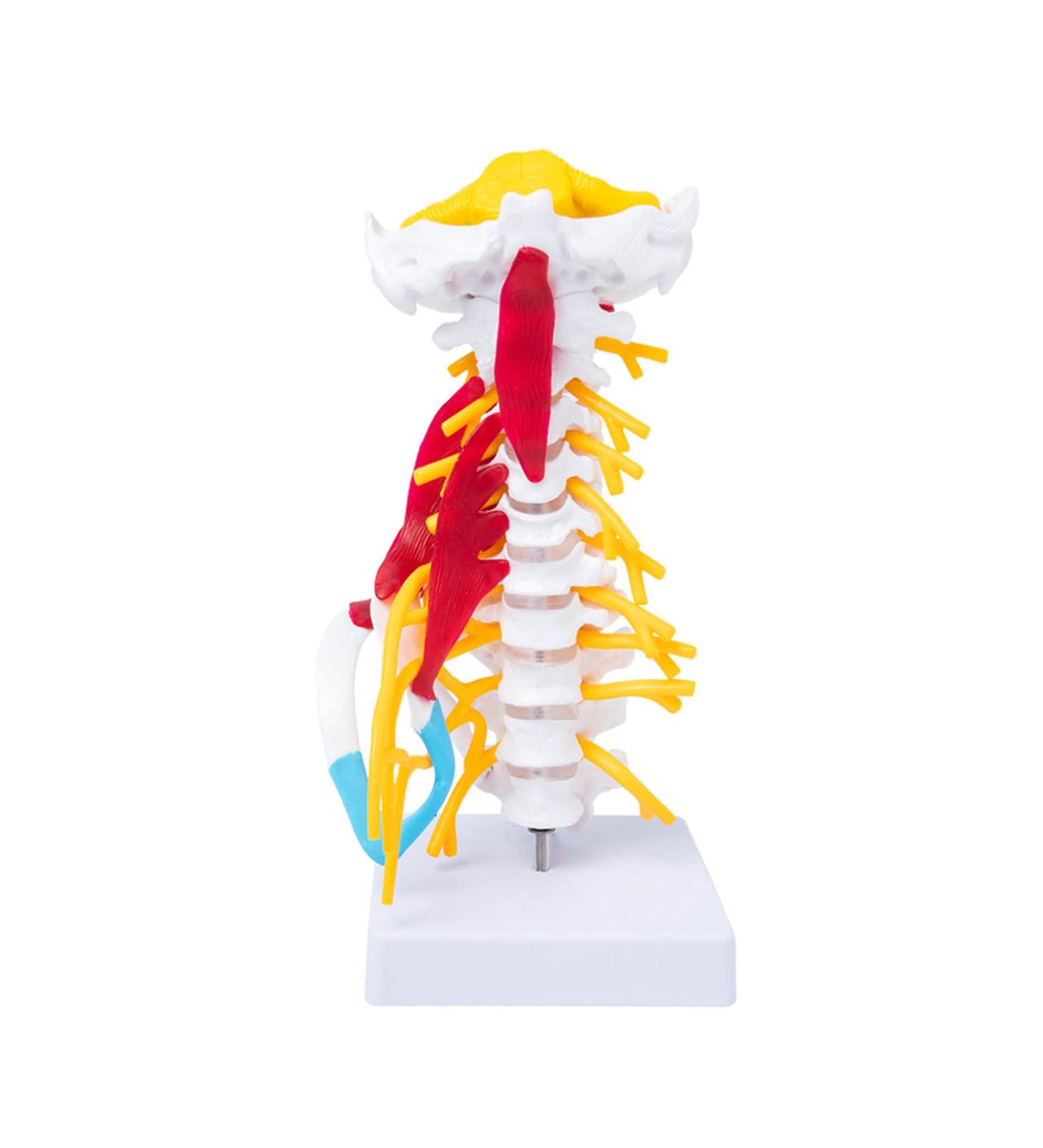 Human Cervical Spine Model Body Model Learning Props Cervical Spine Muscle and Nerve Anatomy Spine Bone Model - Buy Online on GoSupps.com