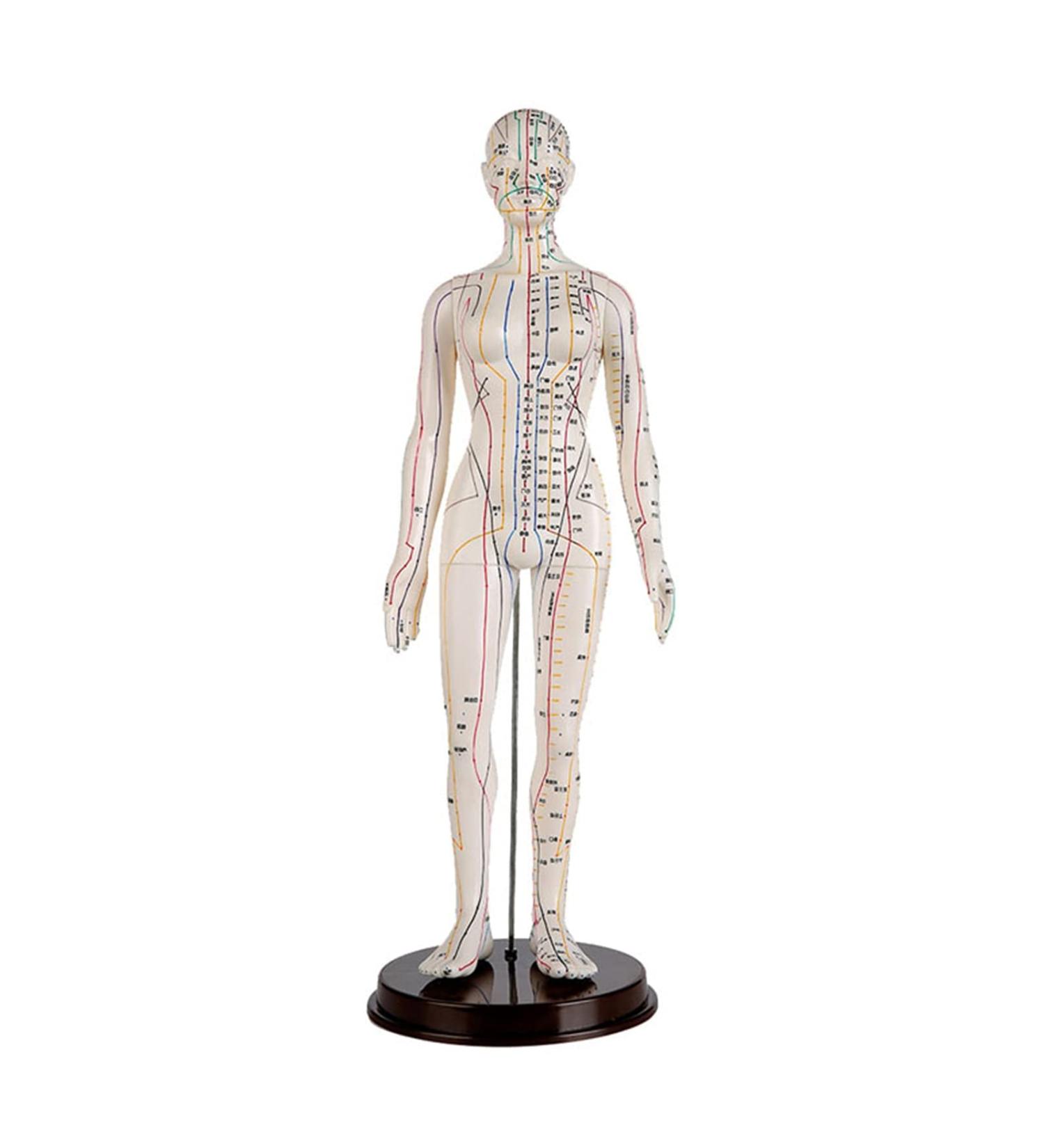 52CM Human Acupuncture Female Model Chinese Medicine Acupuncture Human Anatomy for Learning Meridians and Acupoints Arm Can Be Rotated - Buy Online on GoSupps.com