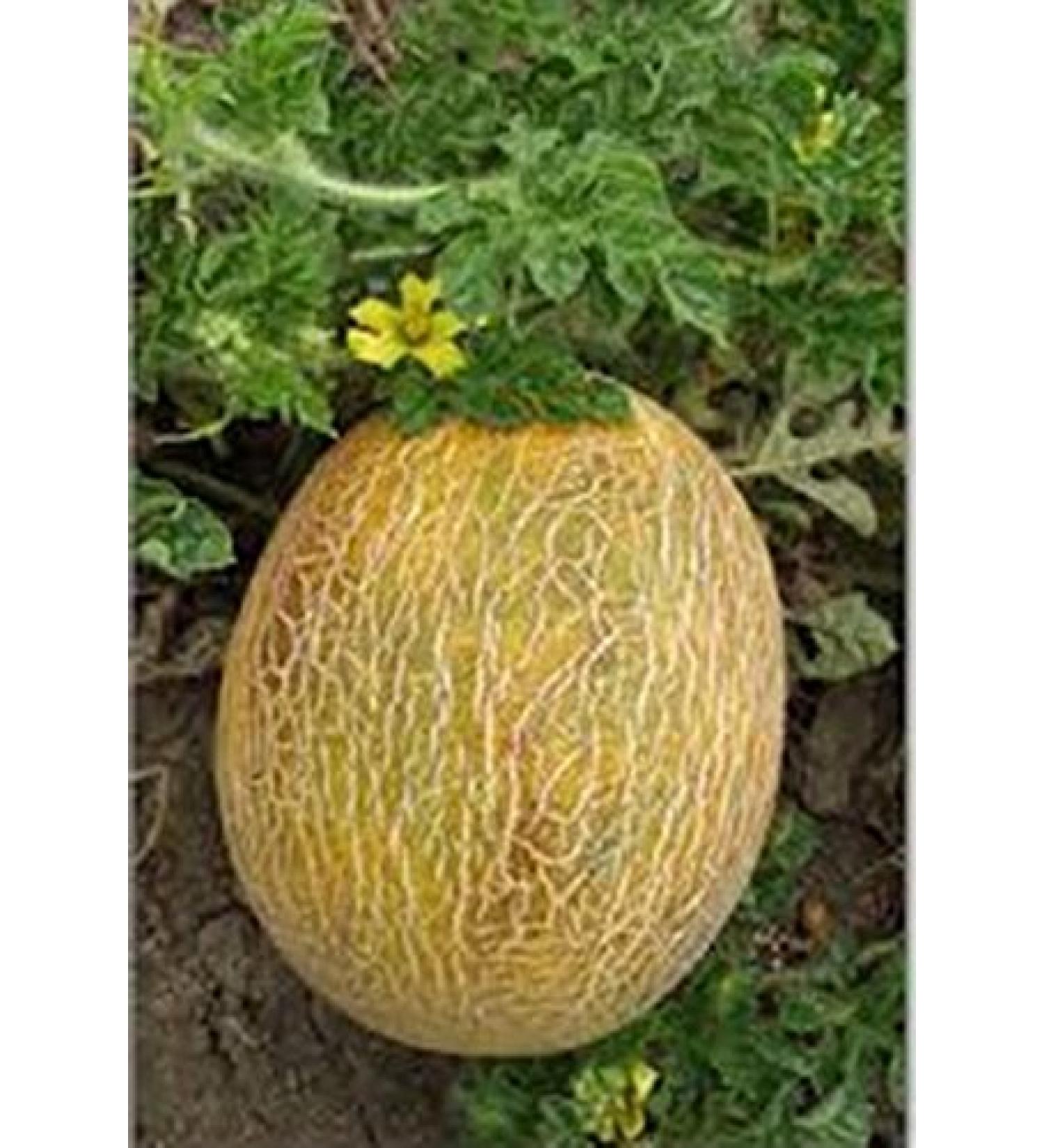 2g40 Pineapple Melon Seeds