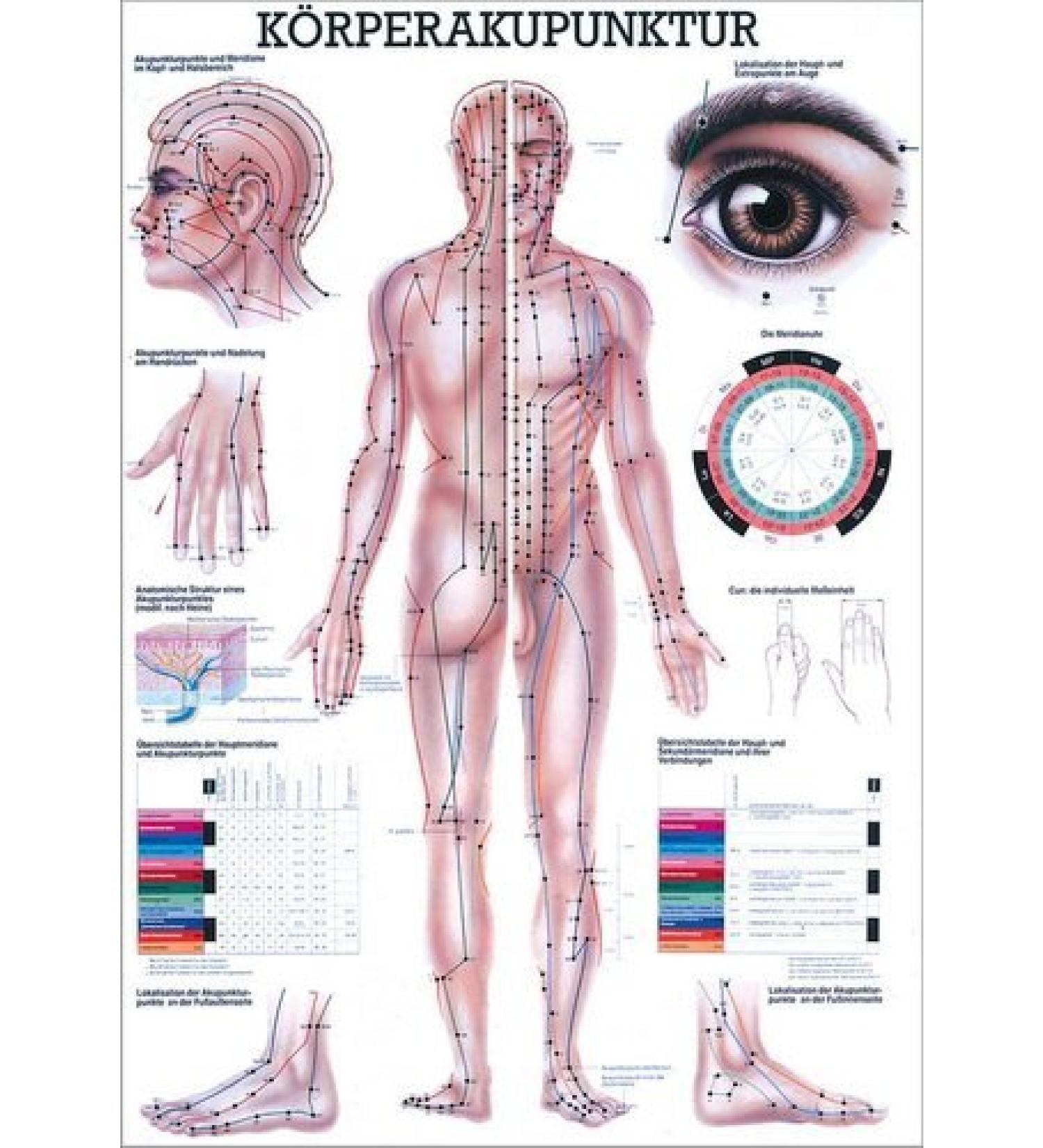 Ruediger Anatomy MIPO10LAM Body Acupuncture Chart 24 cm x 34 cm laminated