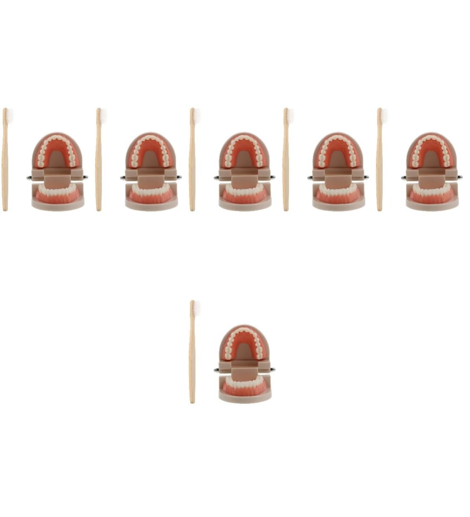 Ultechnovo 6-Sentence Dental Teaching Material | Oral Cavity Model & Brain Toys for Effective Teeth Brushing - Buy Online on GoSupps.com