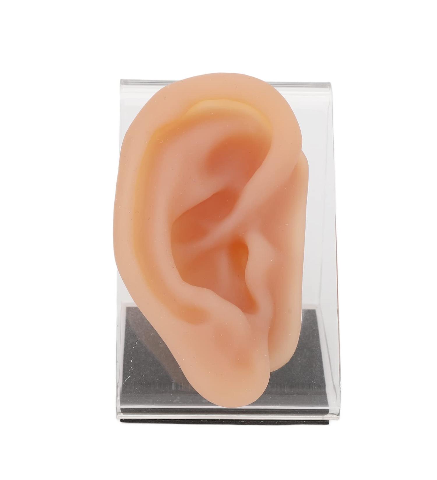 Safe and Portable Practice Ear Model for Jewelry Display - Professional and Skin-Friendly - Buy Online on GoSupps.com