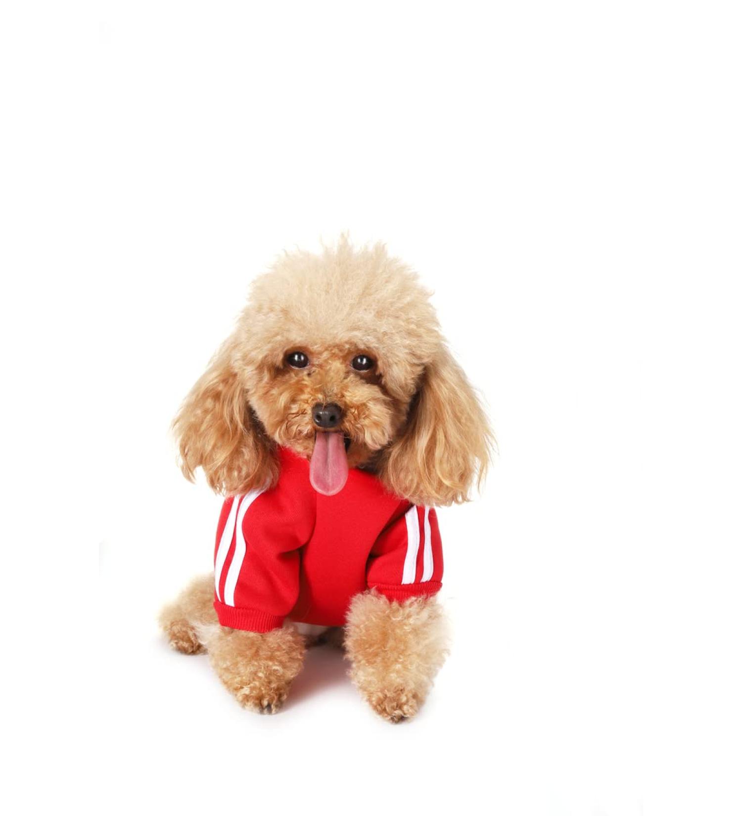 Buy Cute Red Dog Sweater for Small Dogs | Warm Cotton Hoodie Pullover for Puppies & Cats - Shop Now! - Buy Online on GoSupps.com