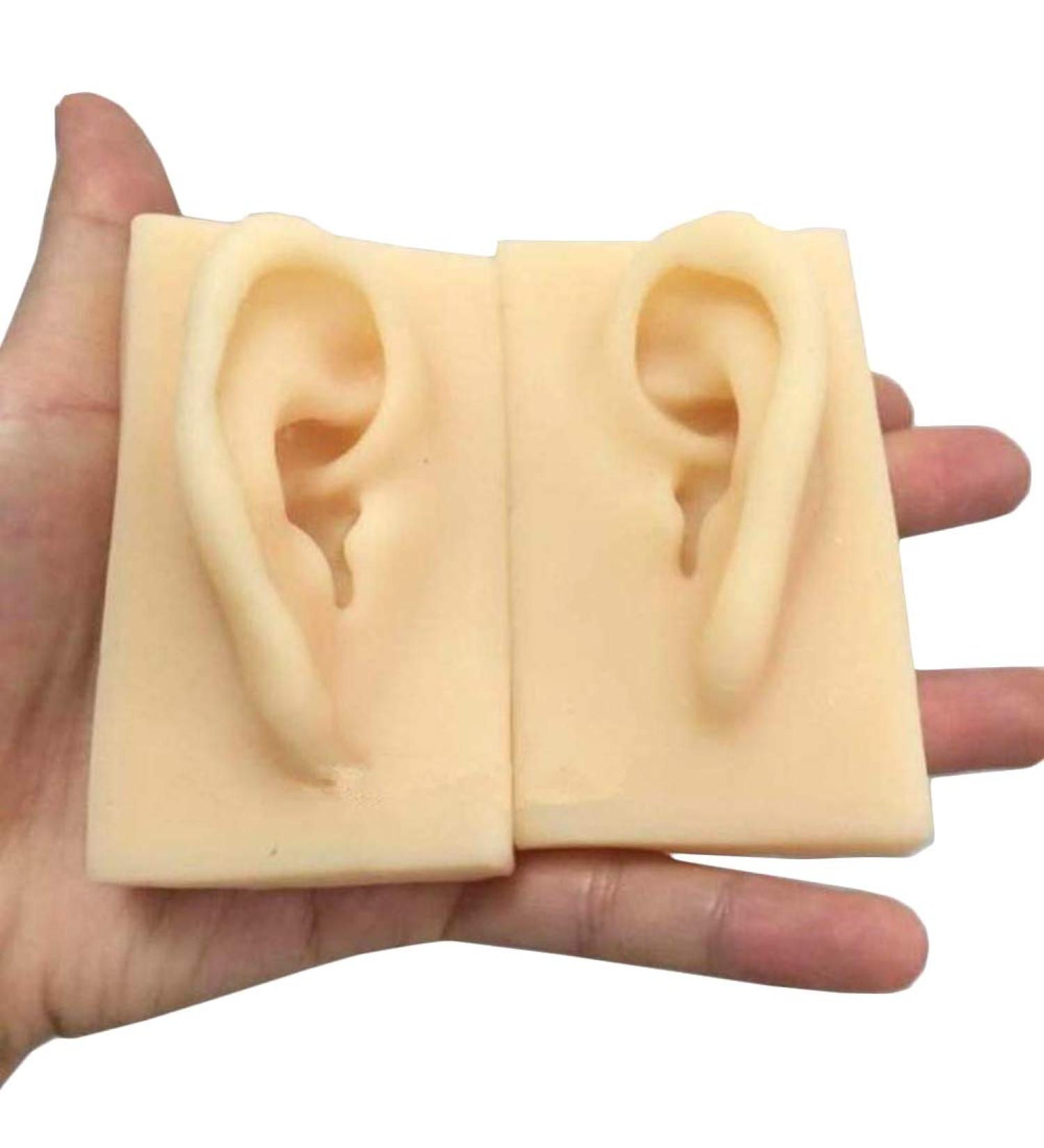 ERNZI Life Size Human Ear Model Set - 1:1 Acupuncture Educational Tool (Left & Right 9x5x7 cm) - Ideal for Students & Practitioners - Buy Online on GoSupps.com