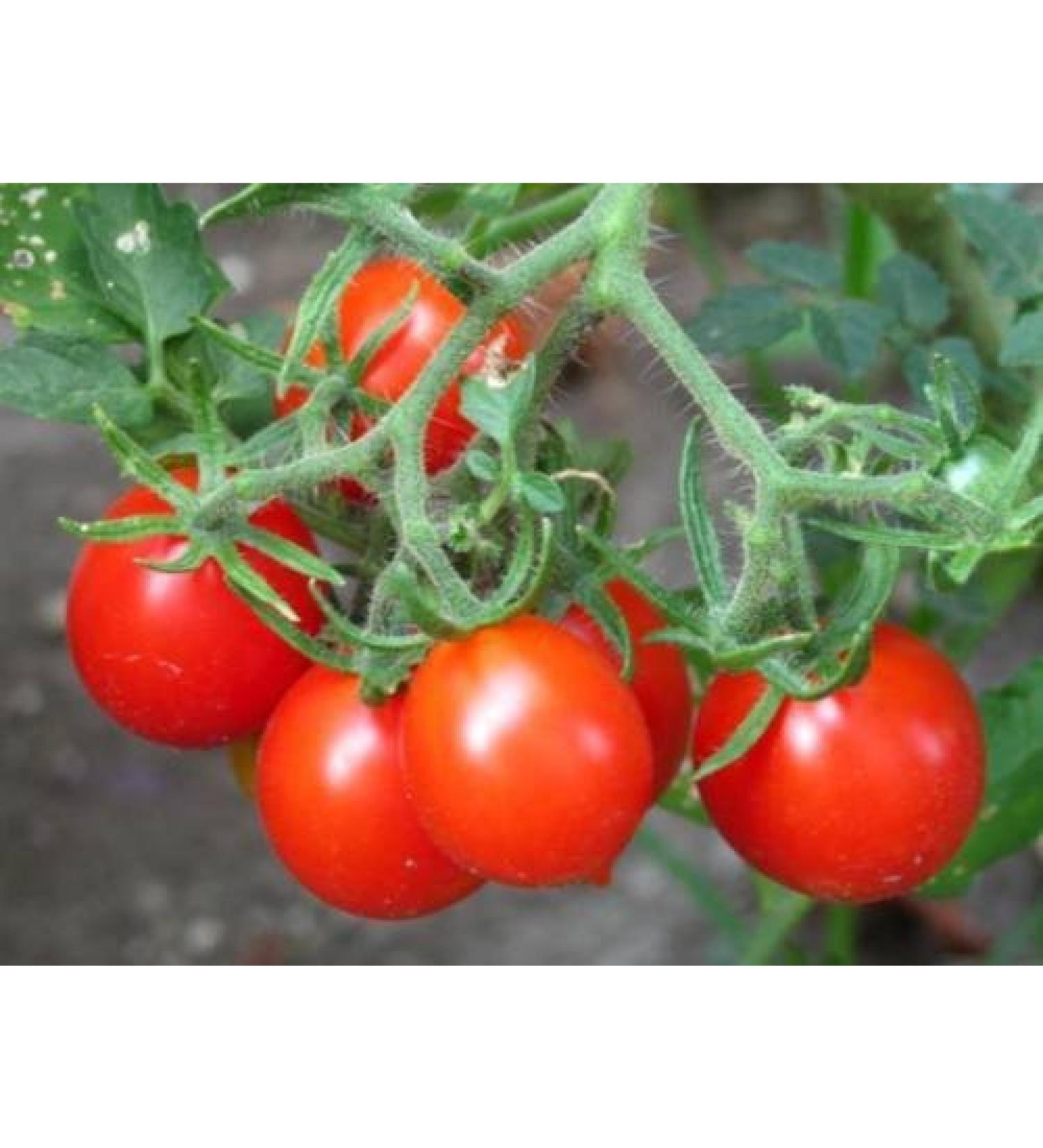 30 Riesentraub Tomato 2018 (All Non-ogm semi-cimel Vegetable!) - Buy Online on GoSupps.com