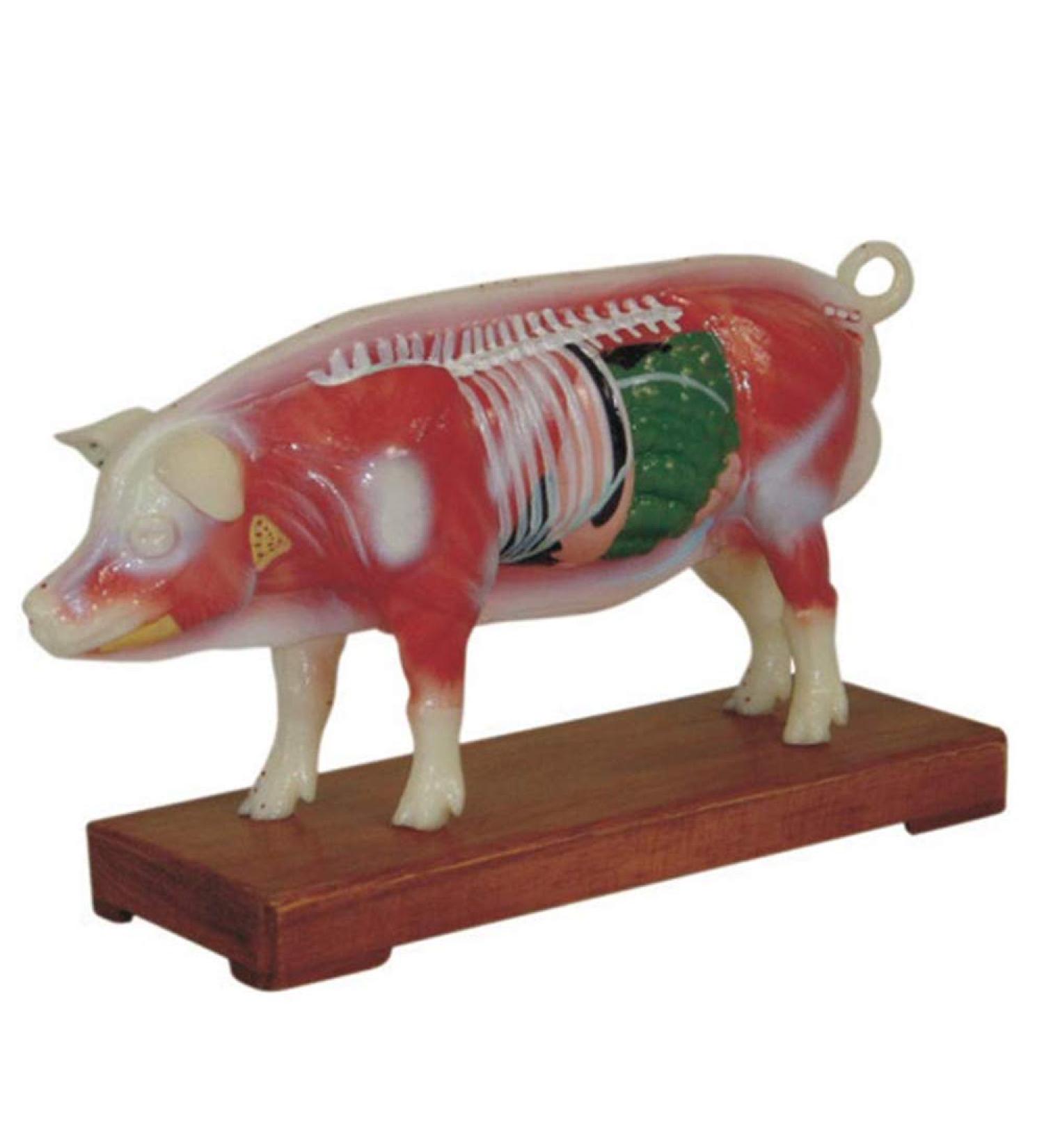 Acupuncture Pig Model Veterinary Acupuncture Animal Anatomy Model Medical Training Aid - Buy Online on GoSupps.com
