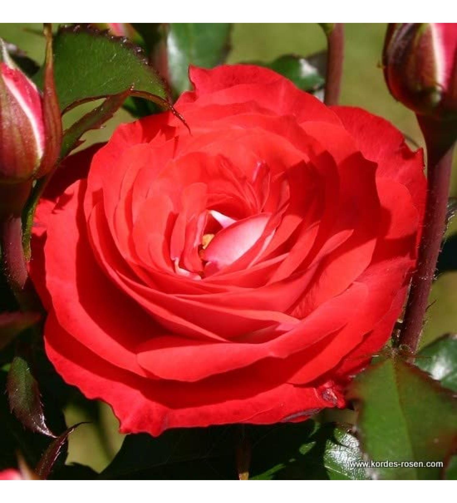 Kordes Rigo-roos - Modern Tea Rose 'Plants and Flowers' - Plant-o-fix