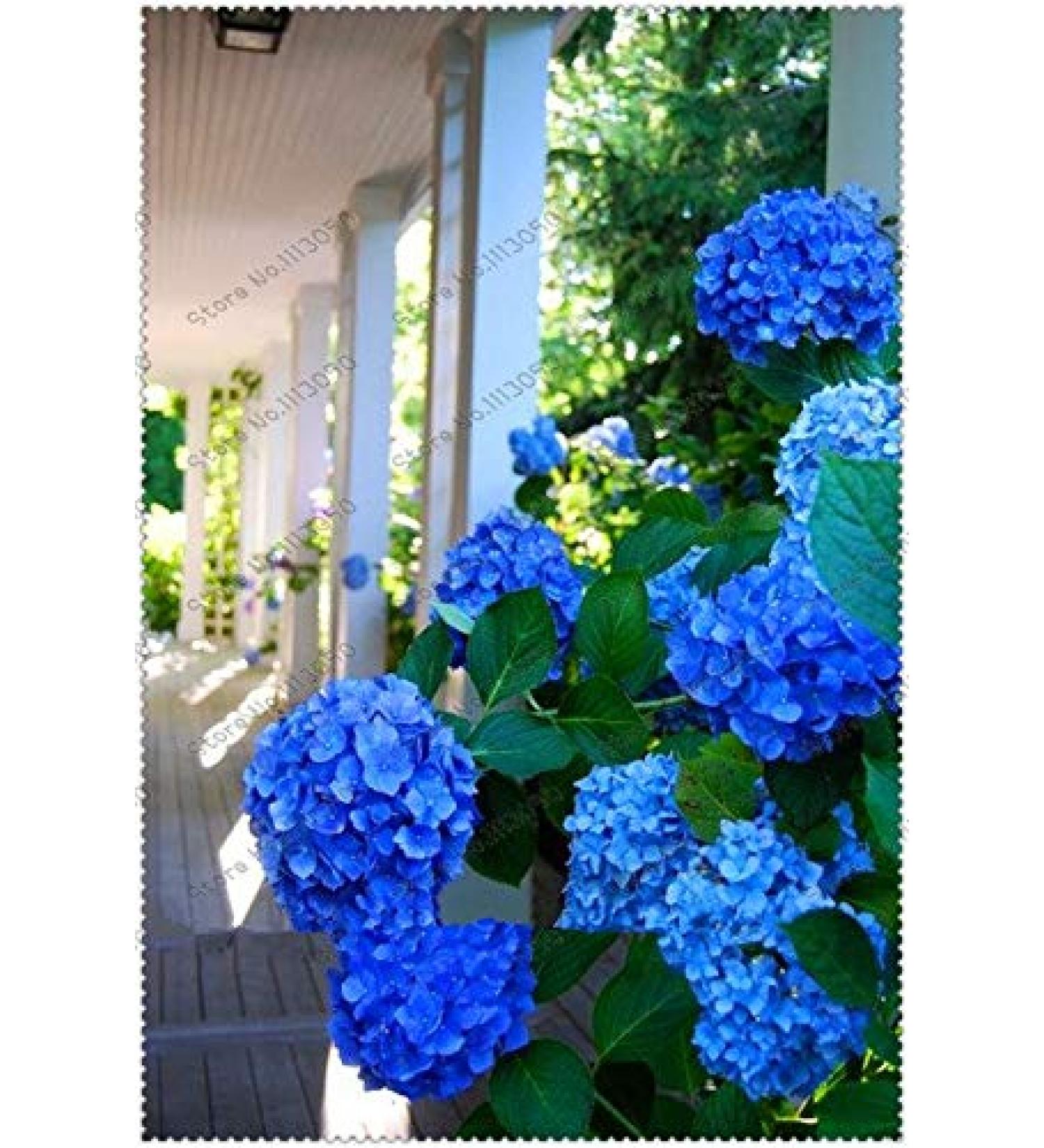 50 PcsBag Hydrangea Seeds Hydrangea Flower Beautiful Hydrangea Flower Seeds Natural Growing for Home Garden Planting