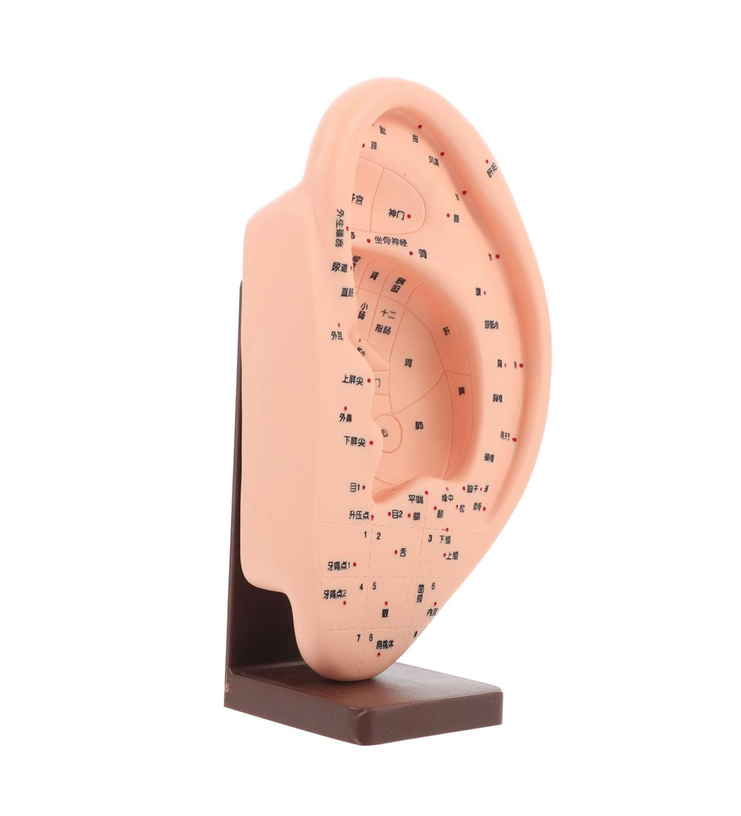 Solustre Ear Massage Model - Natural Size Human Ear Acupoint Tool with Base - Buy Online on GoSupps.com