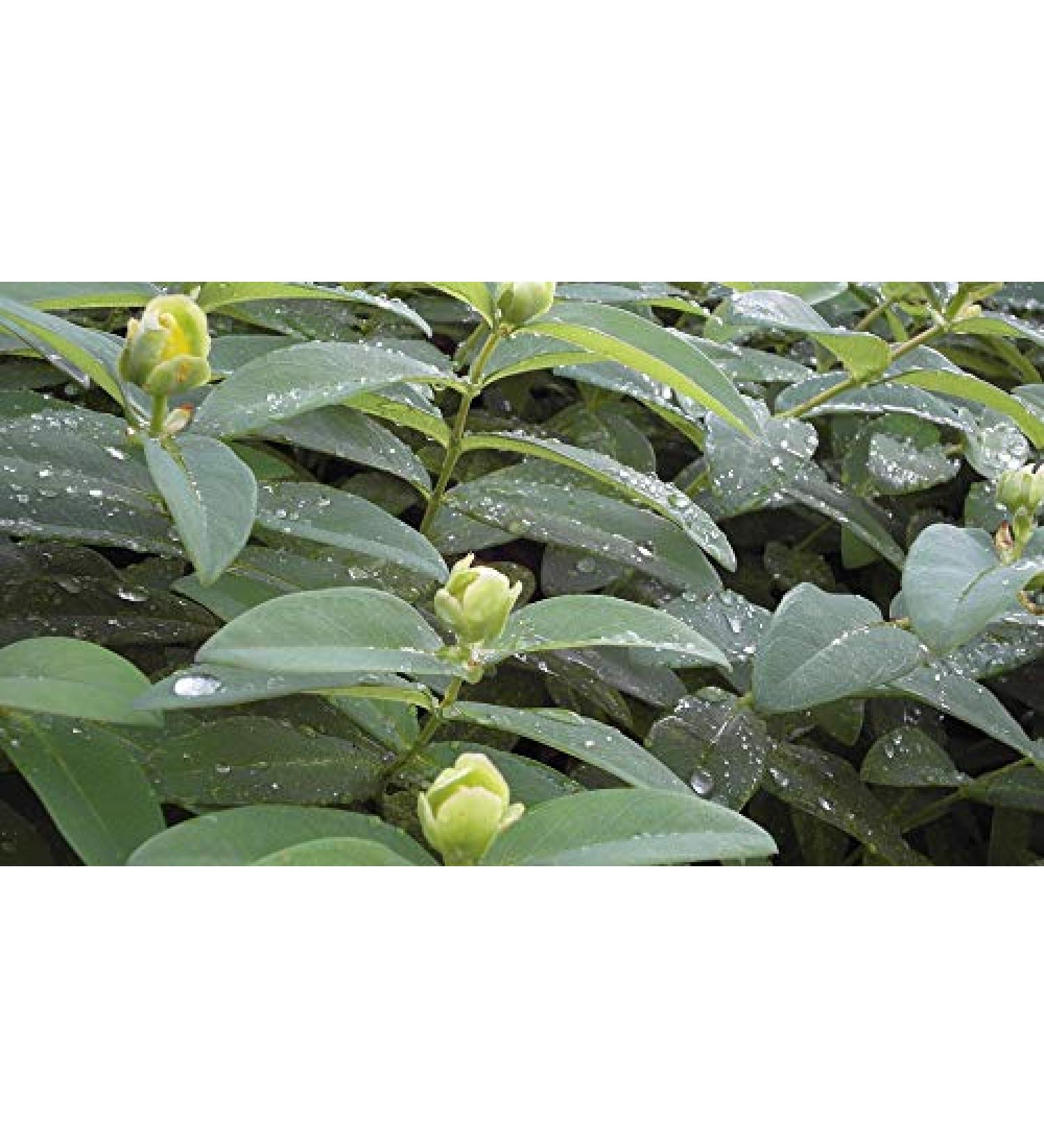 Home Comforts Flowers Large Cup-st John's Wort St John's Wort-20 Inch By 30 Inch Laminated Poster With Bright Colors And Vivid Imagery-Fits Perfectly In Many Attractive Frames - Buy Online on GoSupps.com