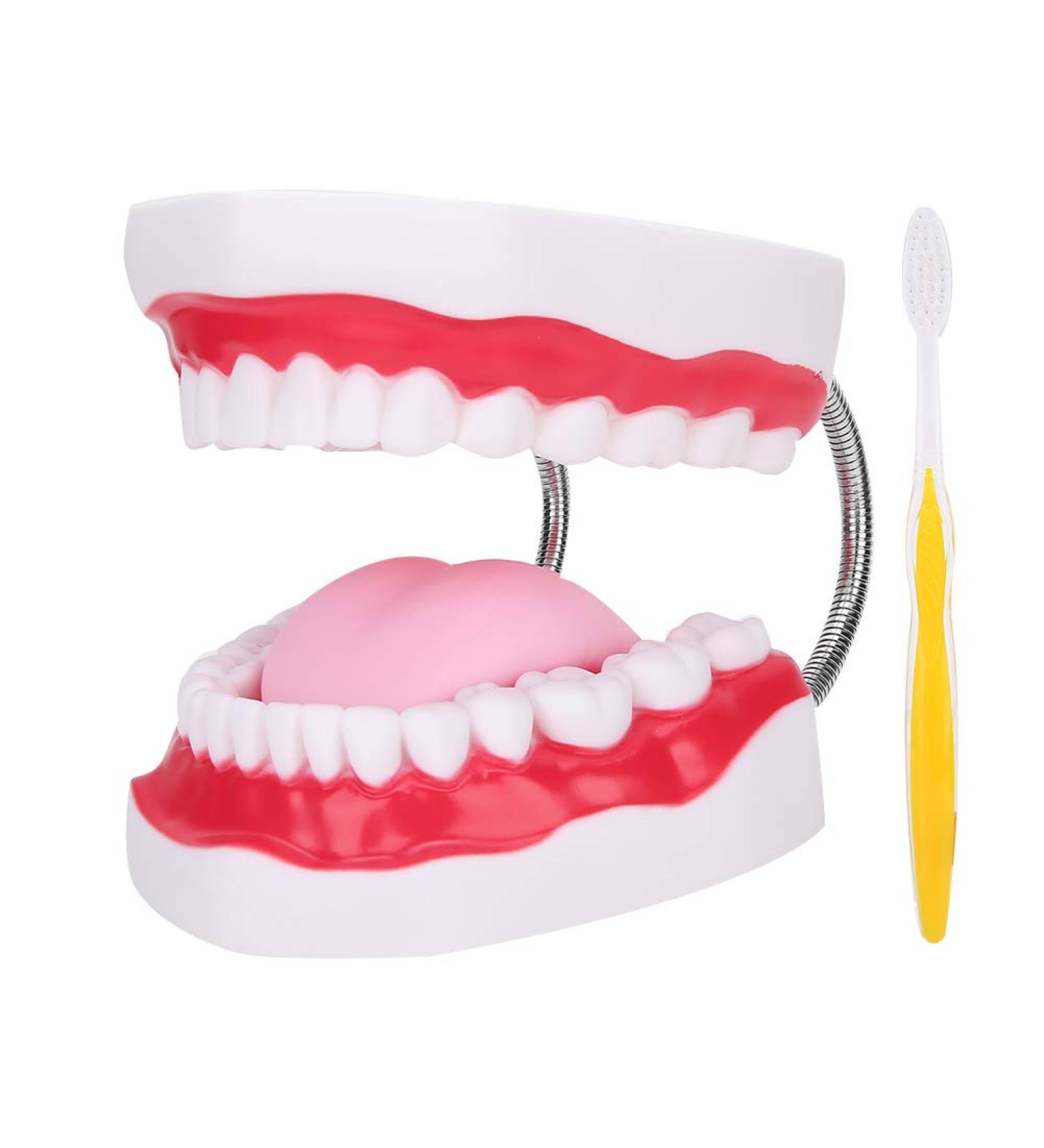 Portable Dental Model for Kids - Lifelike Teeth Brushing Demonstration & Educational Teaching Material - Buy Online on GoSupps.com