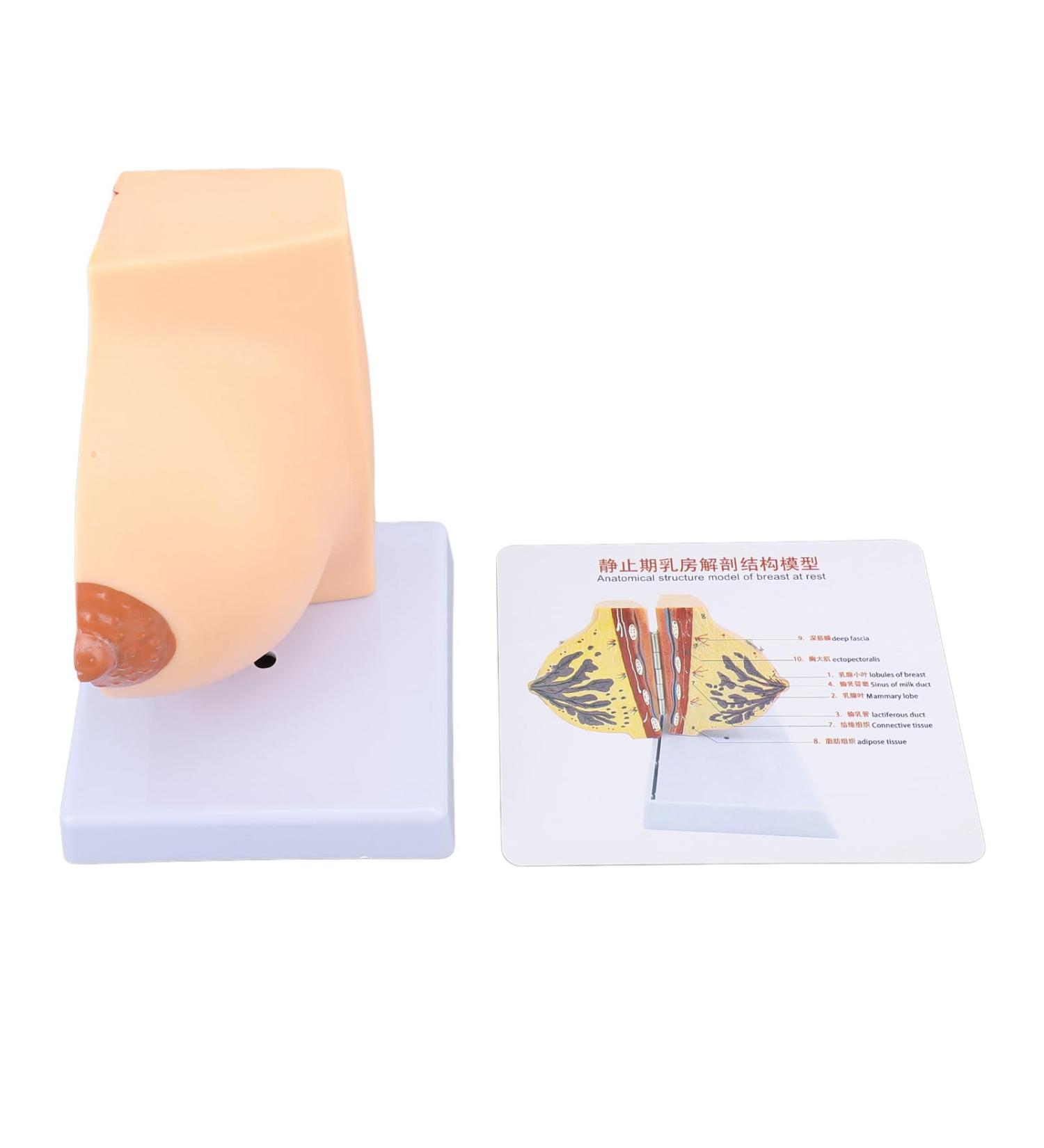 Model of the Female Breast Model for Education Human Female Anatomical Chest Model PVC Quiescent Chest Anatomy Model for Display Medicine Teaching - Buy Online on GoSupps.com