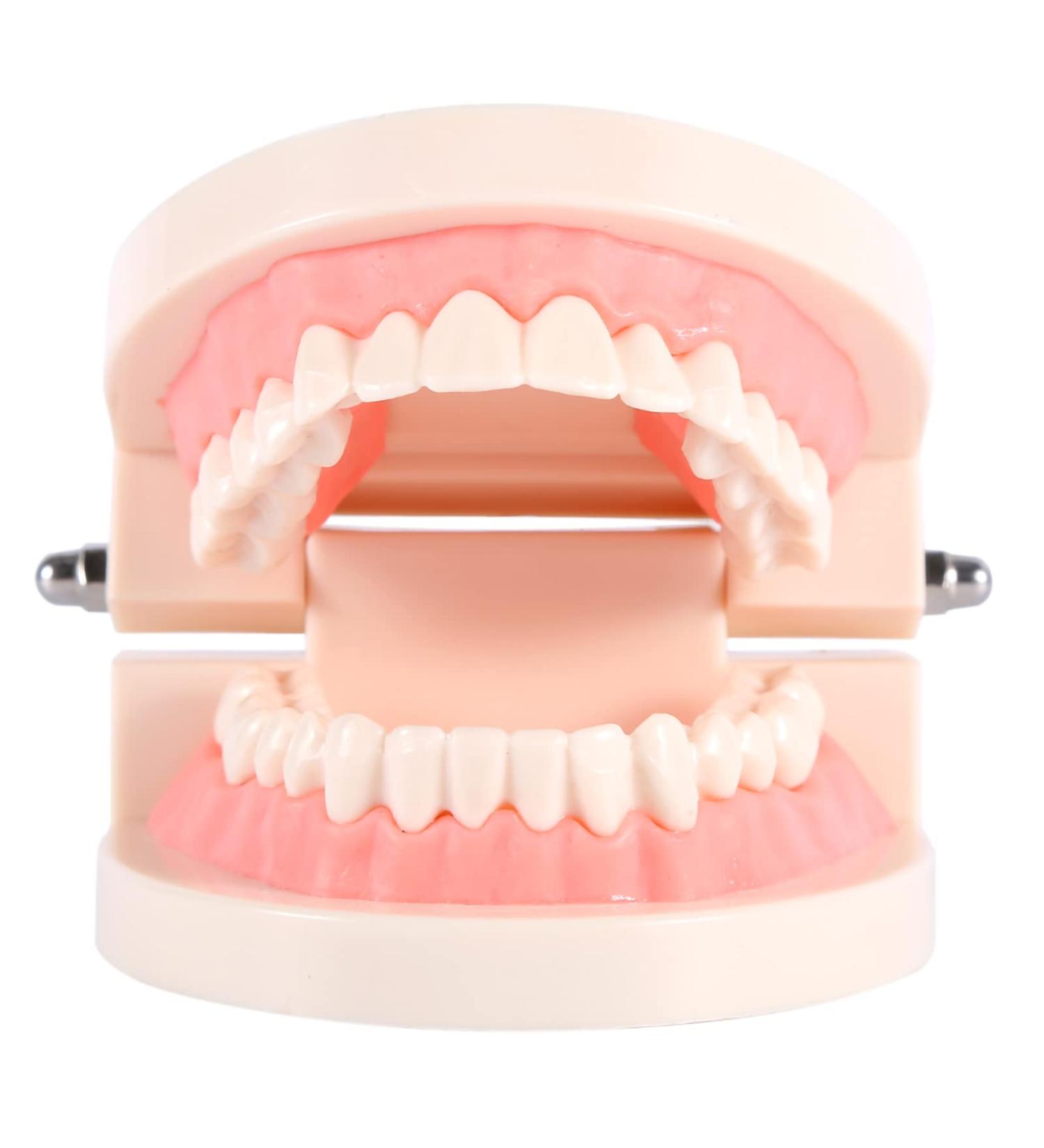 1 Piece Dental Teaching Model - PVC Study Aid for Kids | Learn Proper Toothbrushing Techniques - Buy Online on GoSupps.com