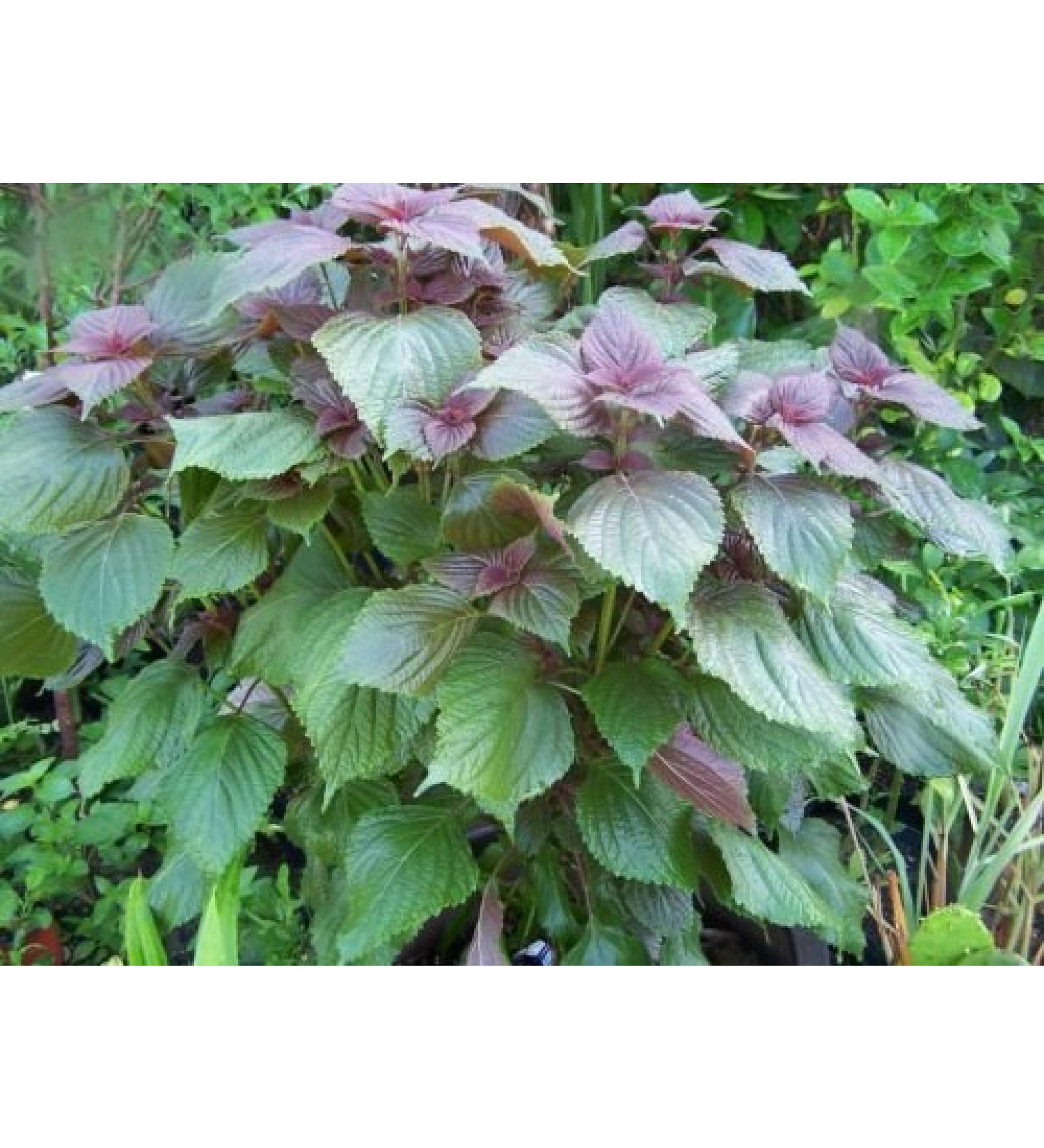 1 bustina (1000+ semi) - Mint - coreano Perilla - TIA - Shiso - Semi