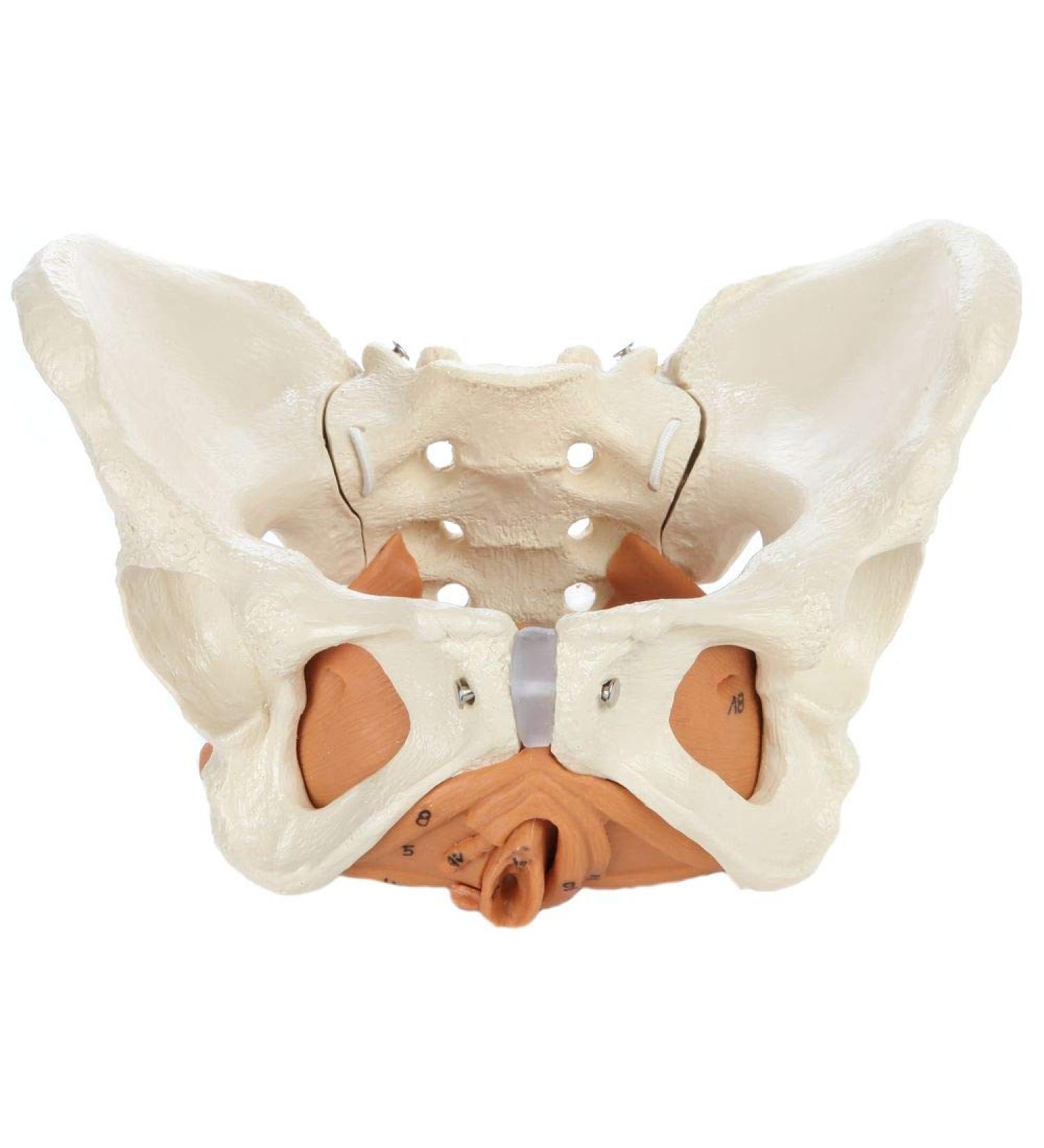 Rudiger Female Pelvis Anatomy Model | Detailed Anatomical Replica with Iliac & Pelvic Floor Muscles | Includes Reference Guide & 5-Year Warranty - Ideal for Education & Healthcare - Buy Online on GoSupps.com