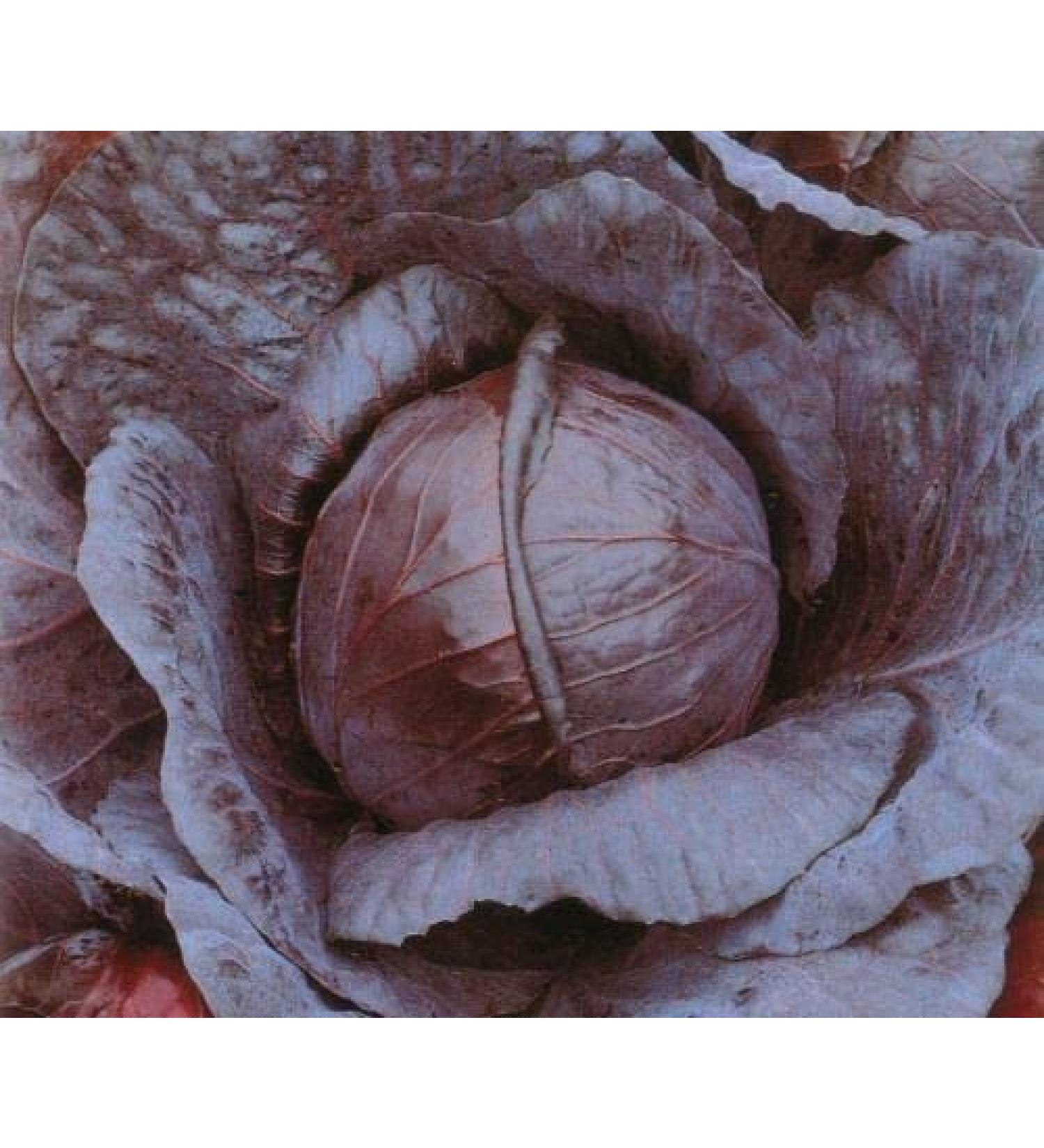 1000 Black Head Cappucio Seeds 2 3 GRAMS