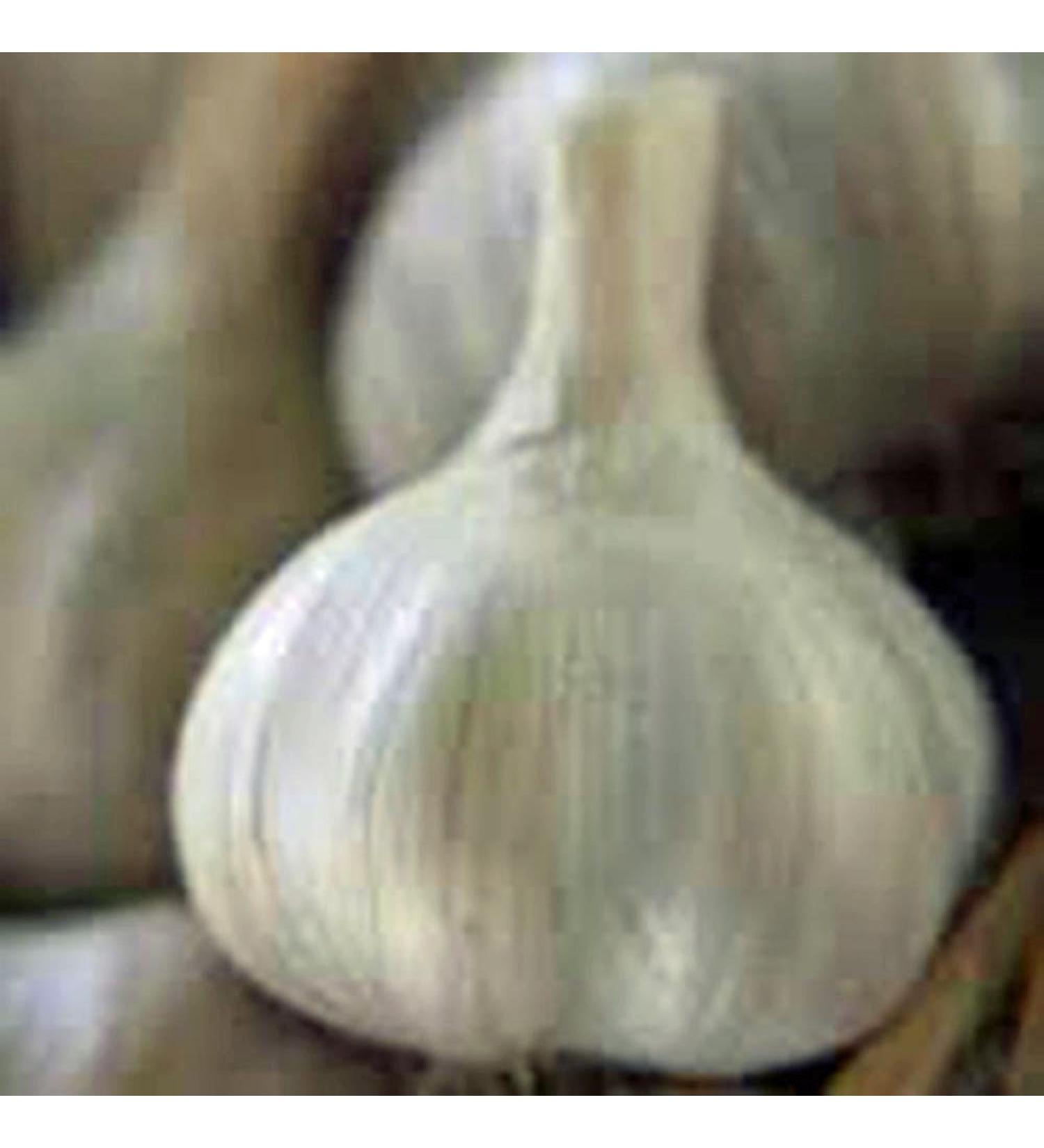 GARLIC BULB (SEVEN), FRESH CALIFORNIA SOFTNECK GARLIC BULB FOR PLANTING AND GROWING YOUR OWN GARLIC OR COOKING YOUR FAVORITE MEAL. PRODUCED BY COUNTRY CREEK LLC. 2 Ounce (Pack of 1)