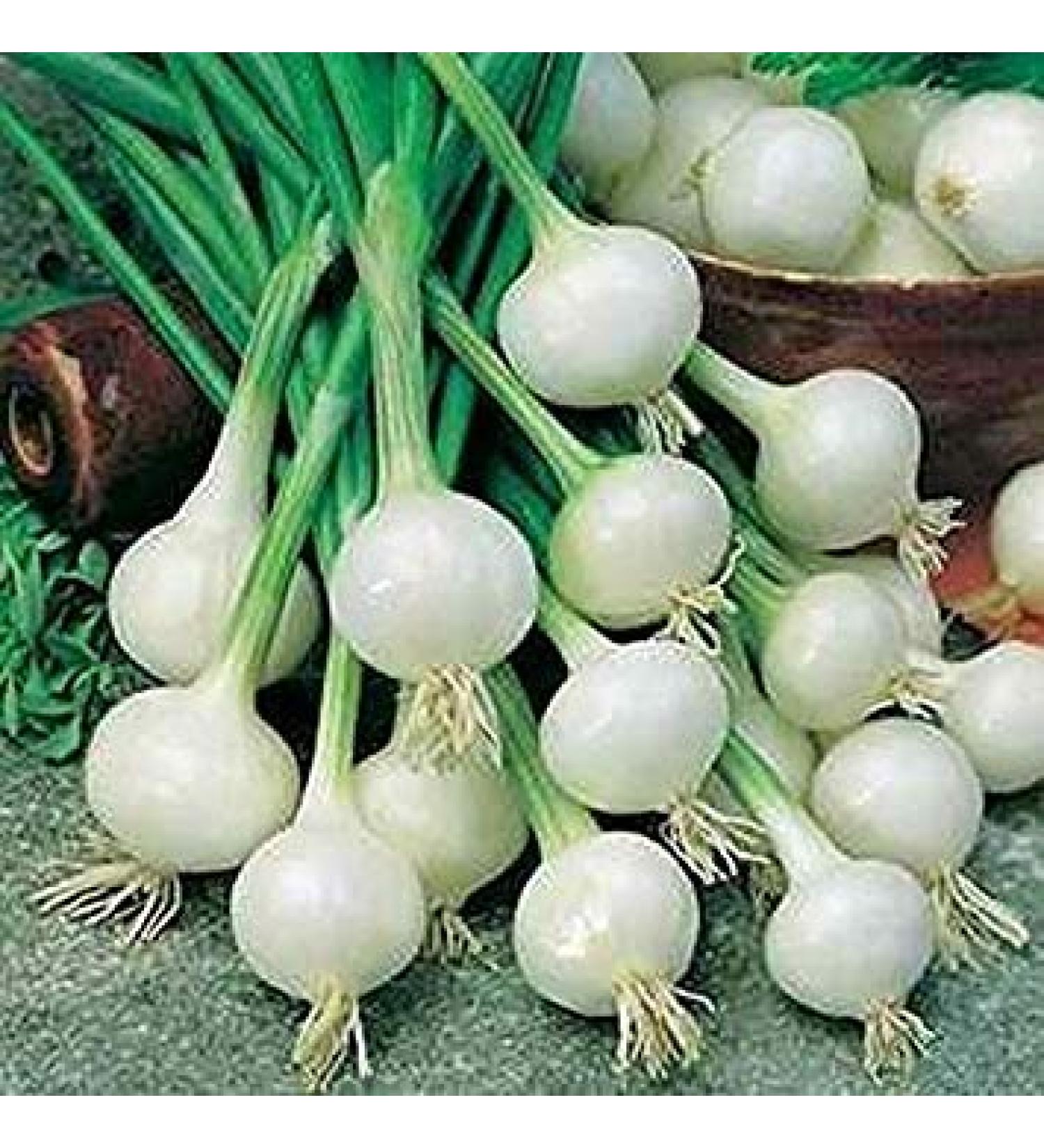 Germinazione I Semi: 100 - Semi: Crystal White Cera Onions.Sweet e cos Delizioso !!!!!!