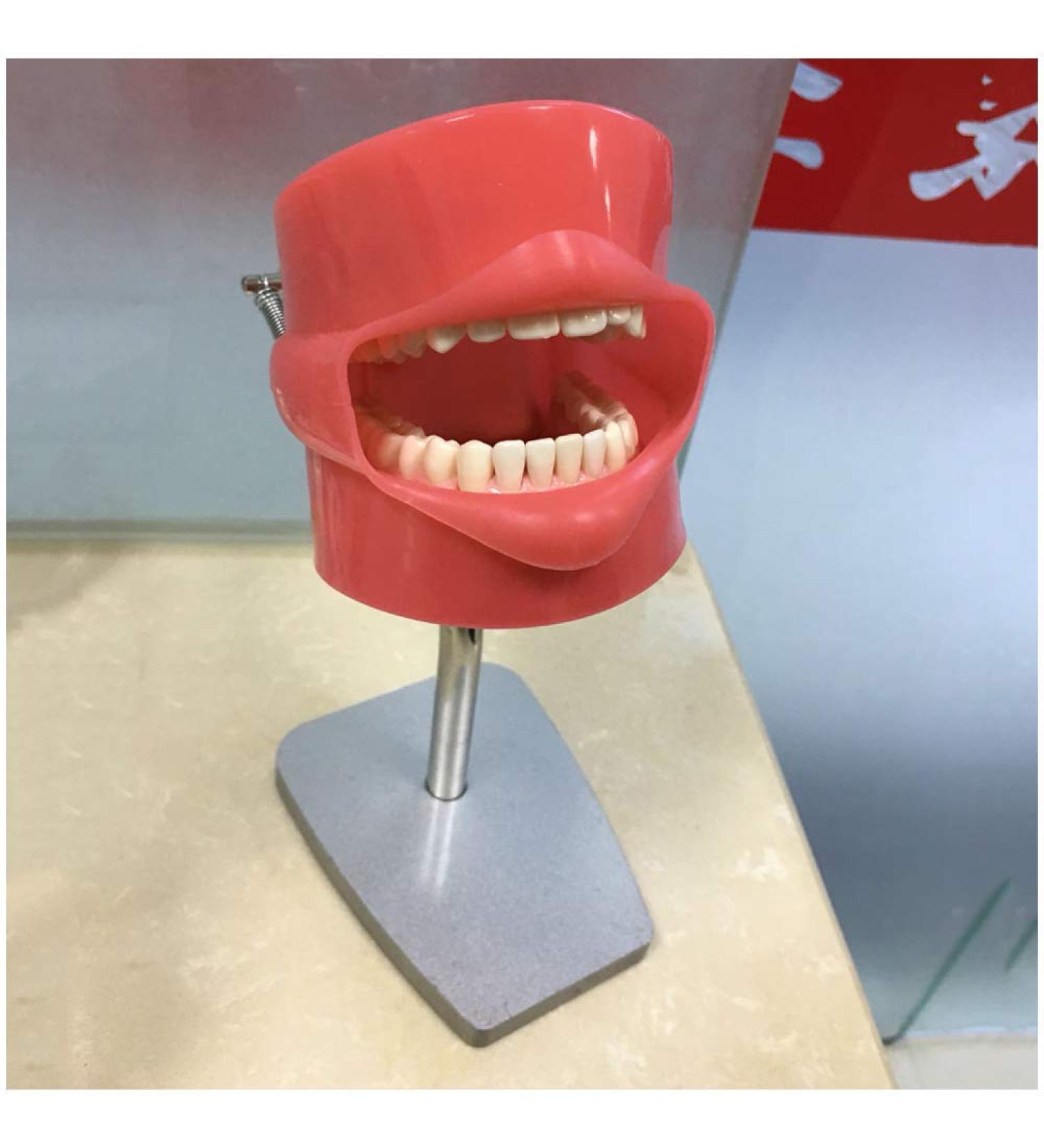 DYTAH Teeth Model - Dental Stomatology Training Head for Oral Hygiene | Healthcare Dentist Mold - Buy Online on GoSupps.com