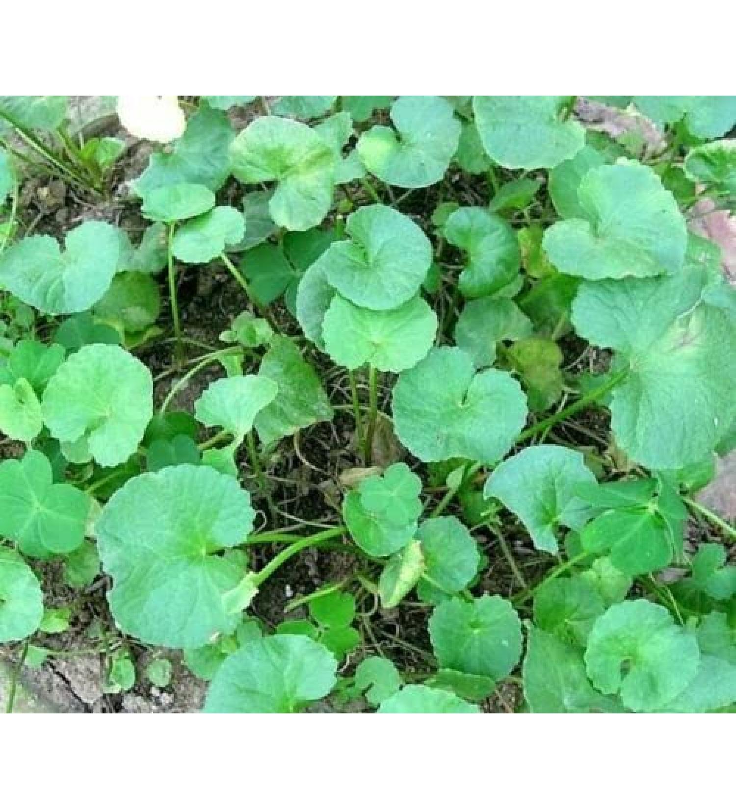 ASIAN Centella Asiatica Gotu Kola Thankuni Pata Khudmanki Pata 50 Seeds.