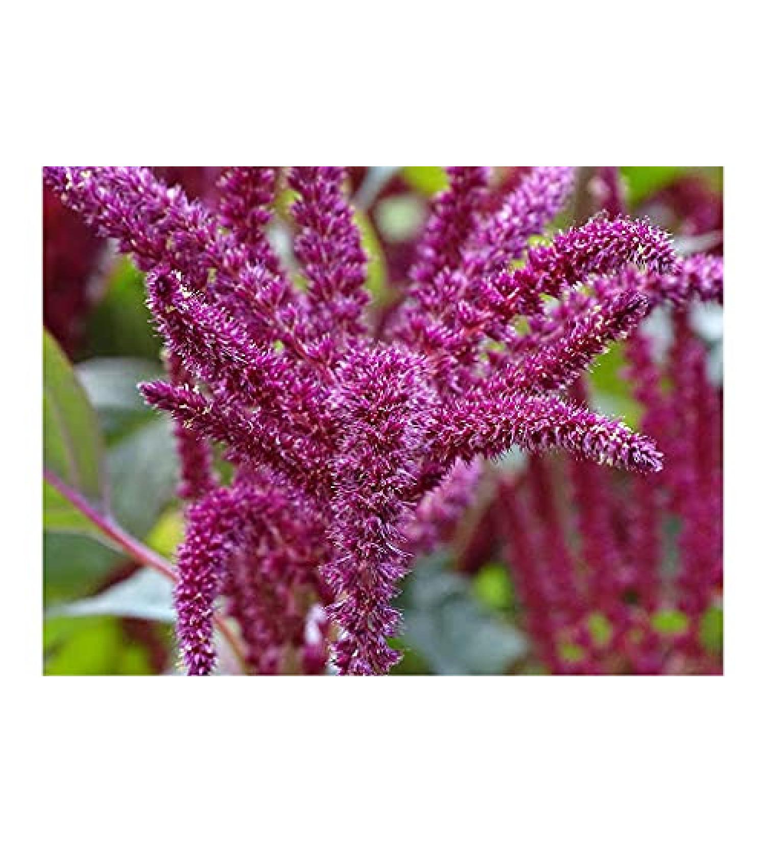 50 pezzi di semi di piante mehendi all'henn