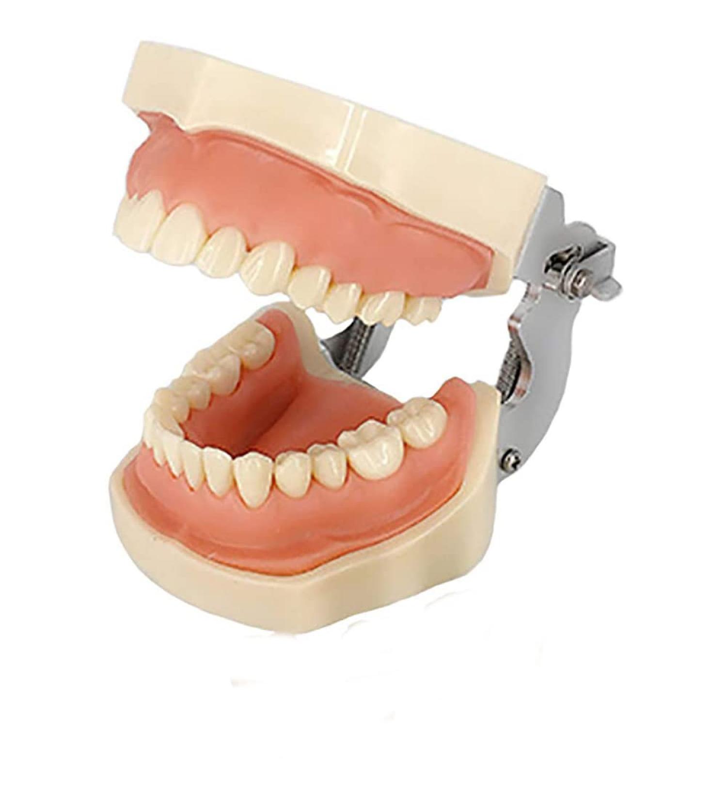 ZCBYBT Dental Preparation Model - 28 Replaceable Oral Practice Teeth & Soft Gums | International Shipping Available - Buy Online on GoSupps.com