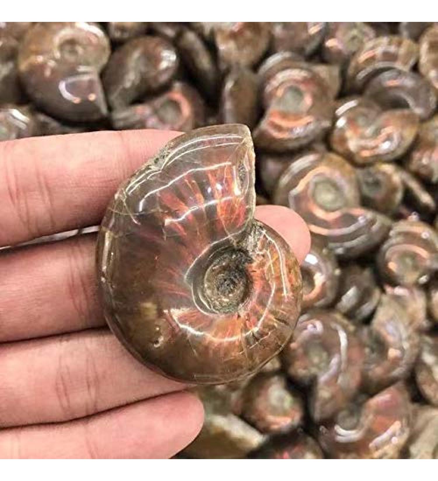 Natural Crystals Stone Ammonite Colorful 1pc Ornaments Chakra Reiki Balancing - Buy Online on GoSupps.com