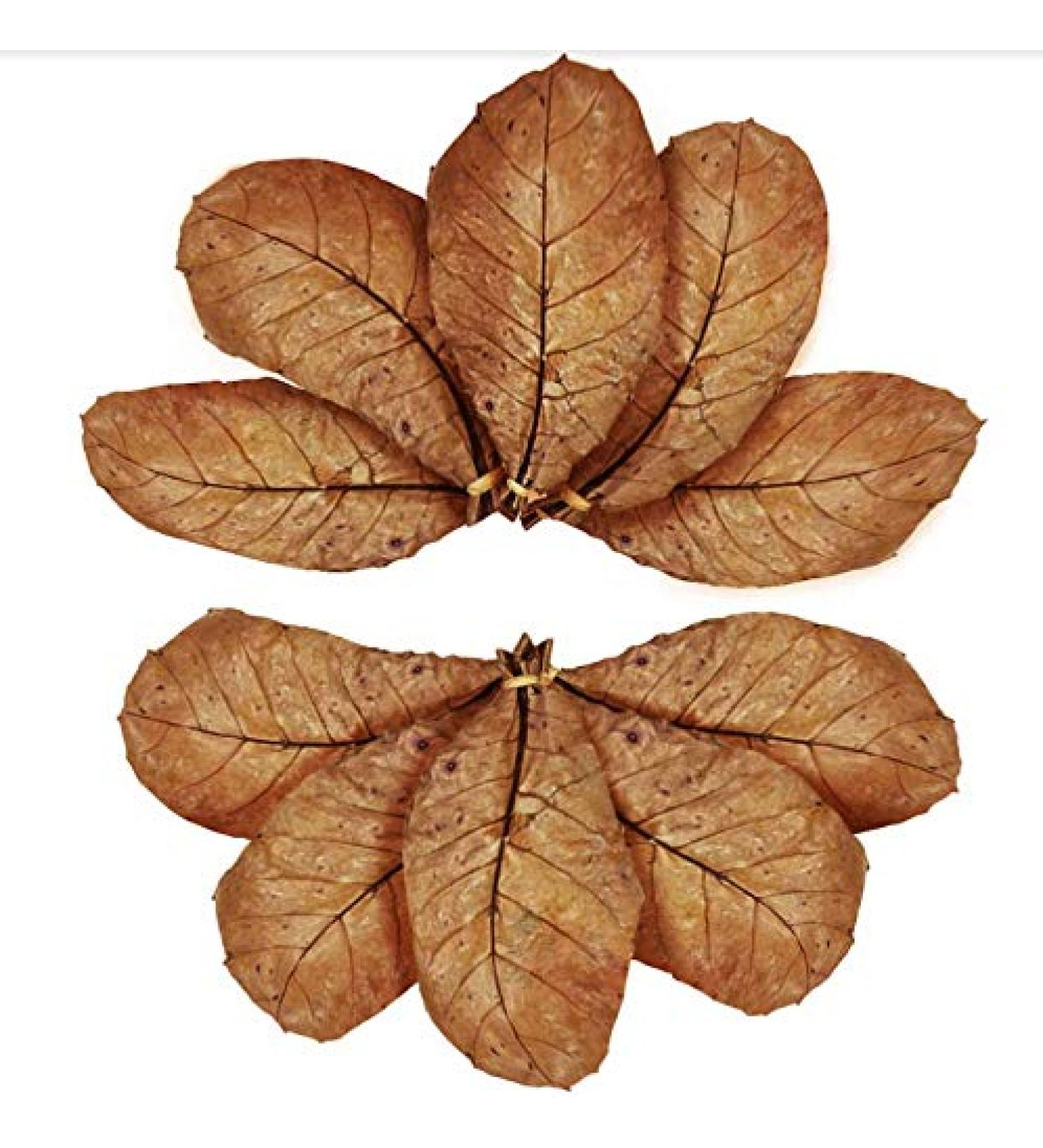 SunGrow Catappa Indian Almond Leaves 8-Inches - Perfect for Freshwater Shrimps and Tropical Fish - Pack of 10 Leaves - Buy Online on GoSupps.com