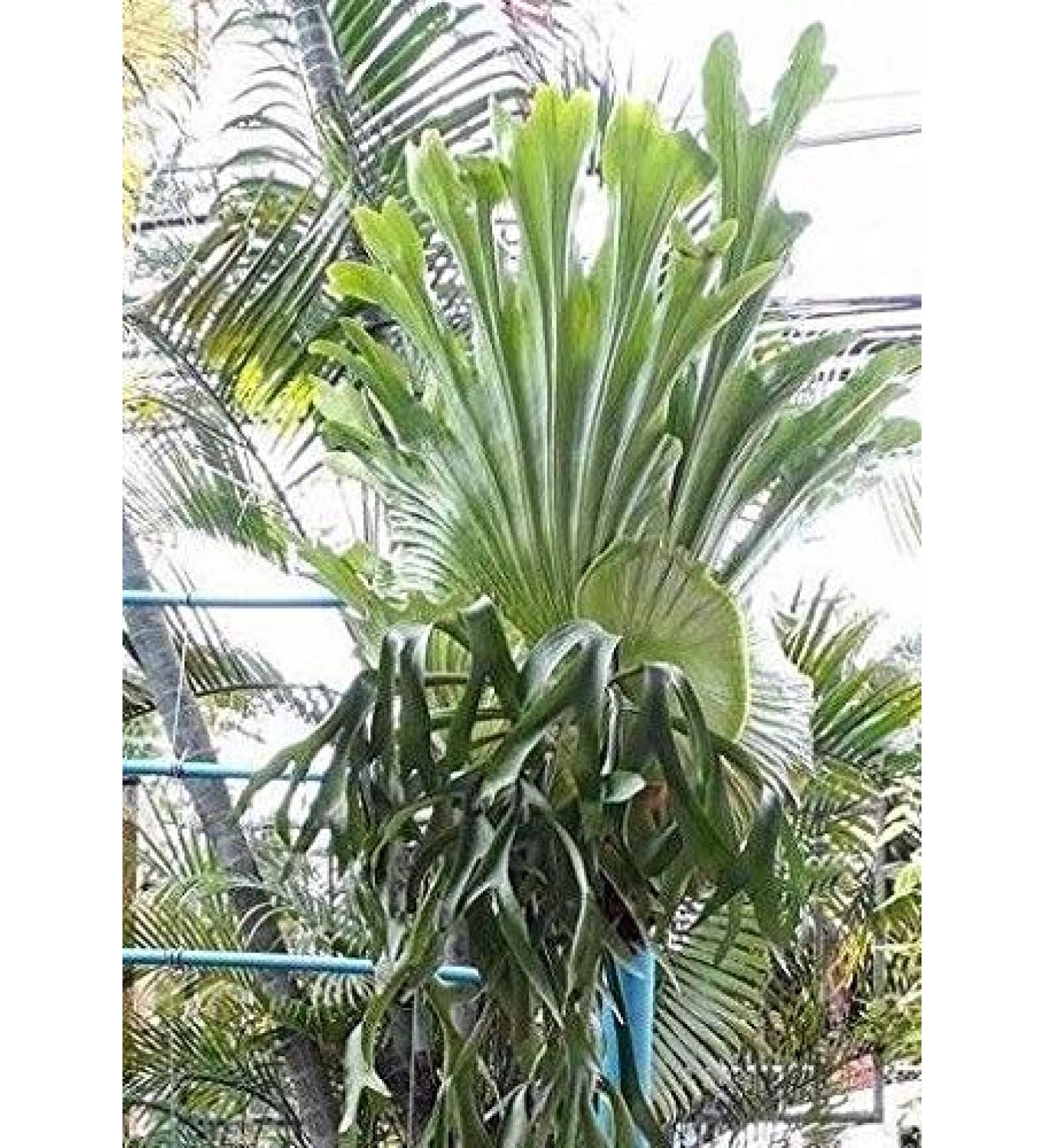 Portal Cool Seed Pack: Staghorn Spore Platycerium Colonarium 4000 Spore