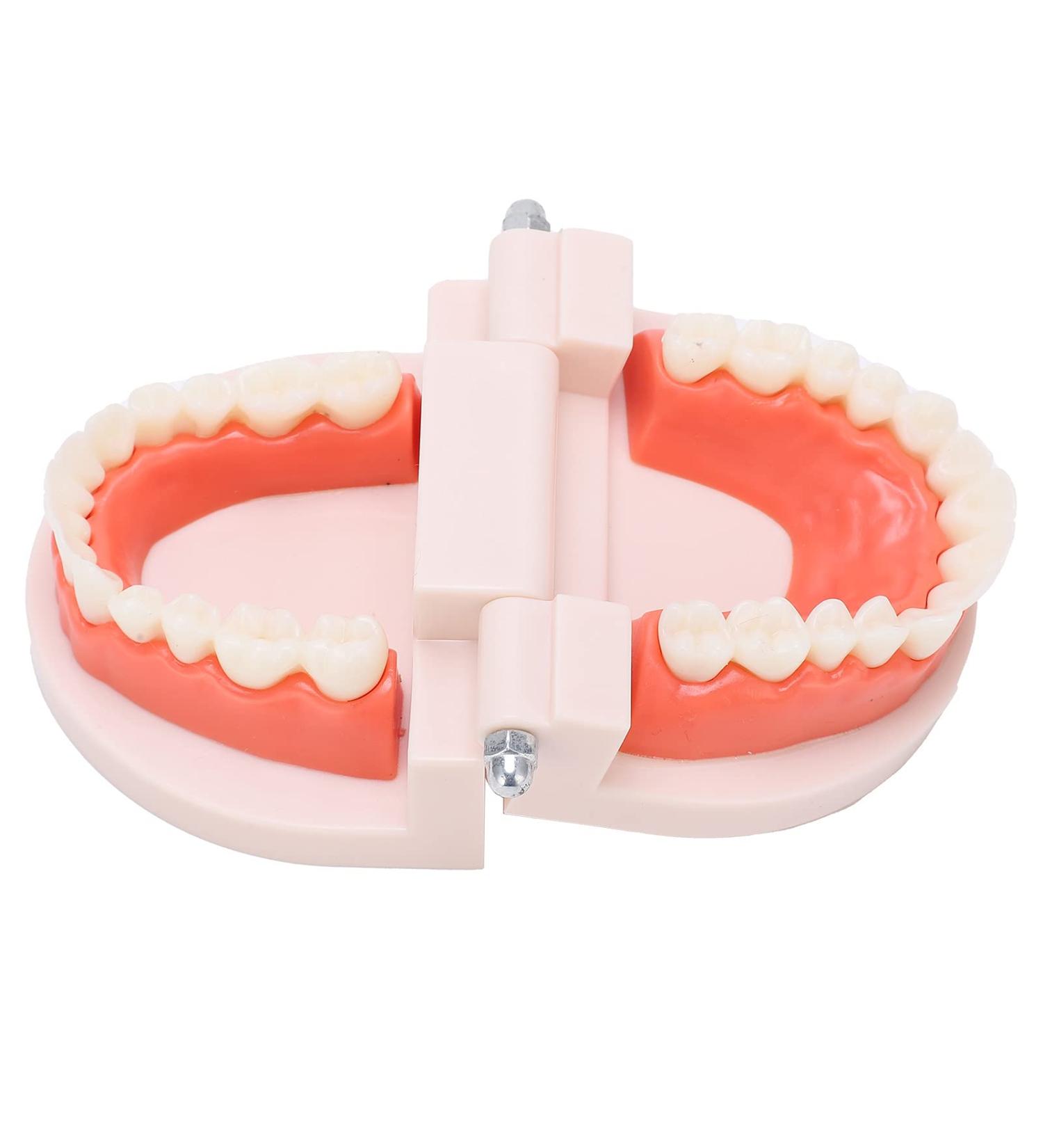 Durable Teeth Model - Ideal Denture Model for Kindergarten & Hospitals | International Shipping Available - Buy Online on GoSupps.com