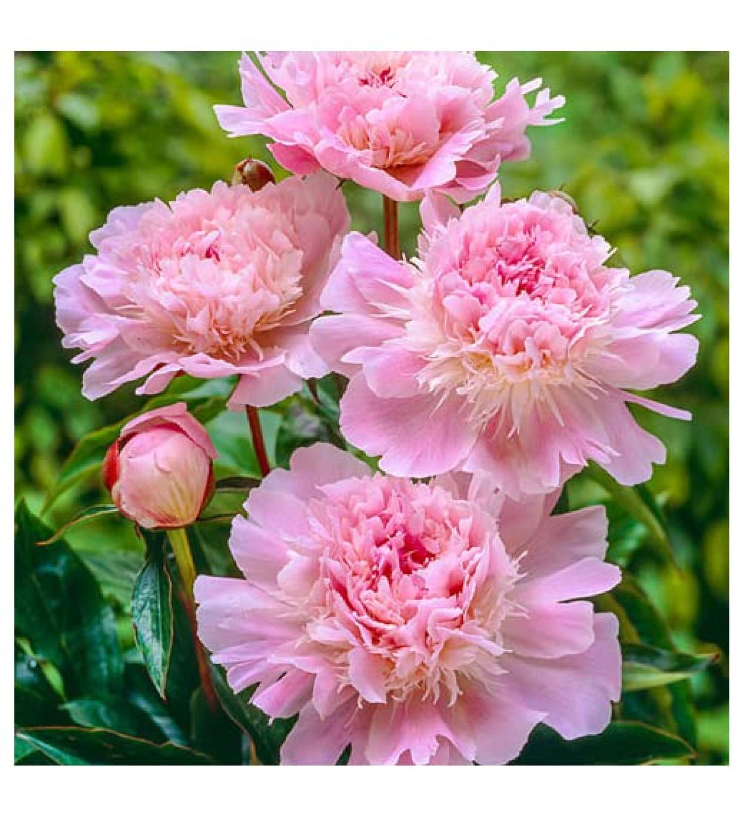 Pecher Double Pink Peony - Double Pink Bomb