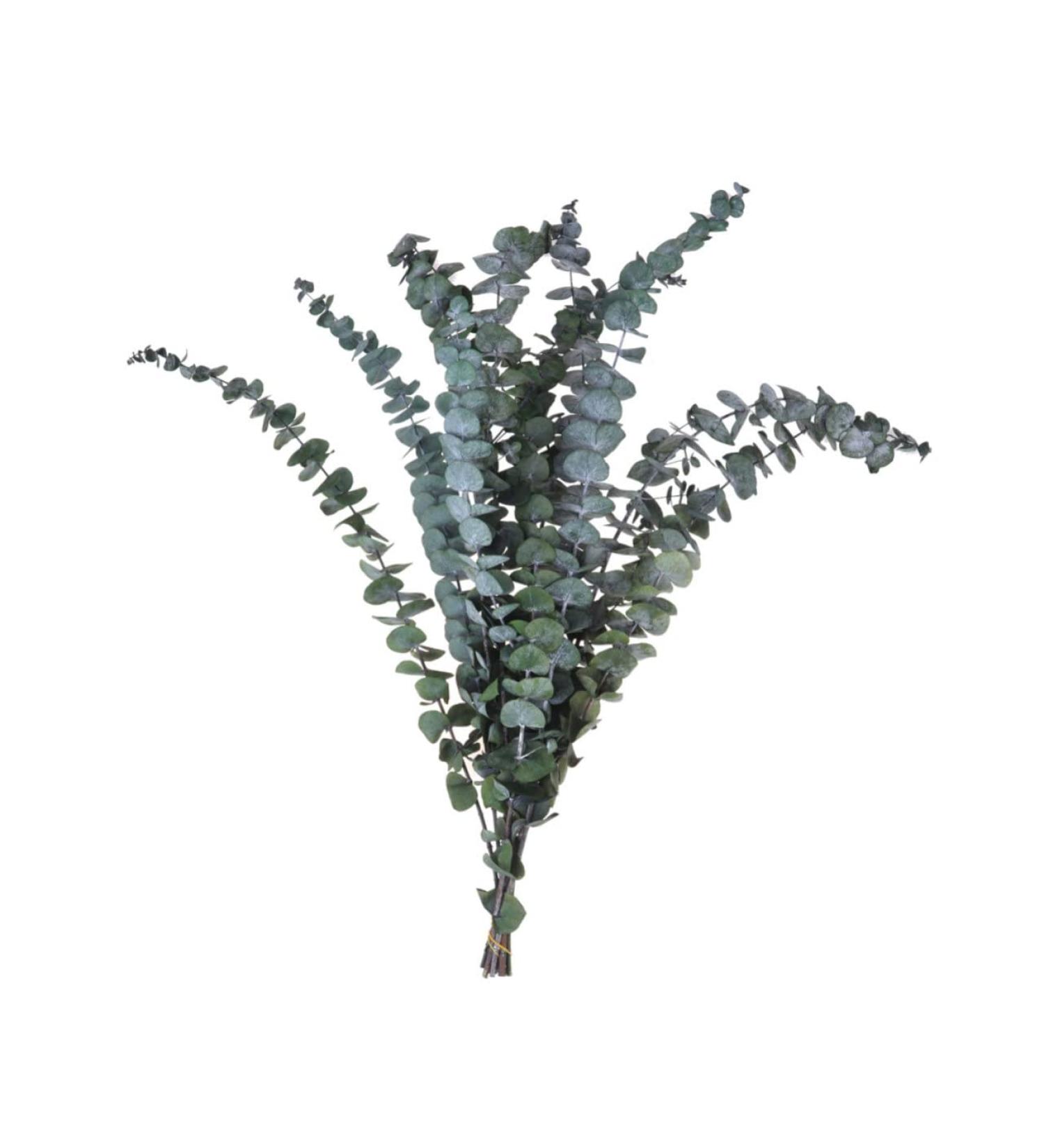 Zerodeko 10pcs Flower Plants Wedding Bouquets Eucalyptus Branches Naturales Faux Eucalyptuses Faux Eucalyptus Leaves Eucalyptus Tree Leaves Fake Eucalyptus Christmas Decorations - Buy Online on GoSupps.com