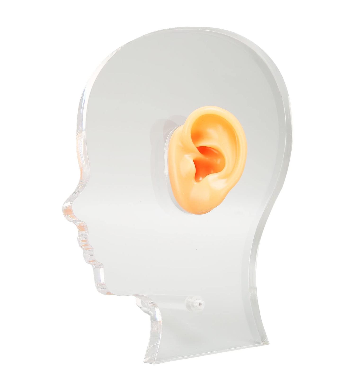 Ear Display Mould Flexible Silicone Waterproof Ear Model Simulation with Acrylic Stand for Hospital - Buy Online on GoSupps.com