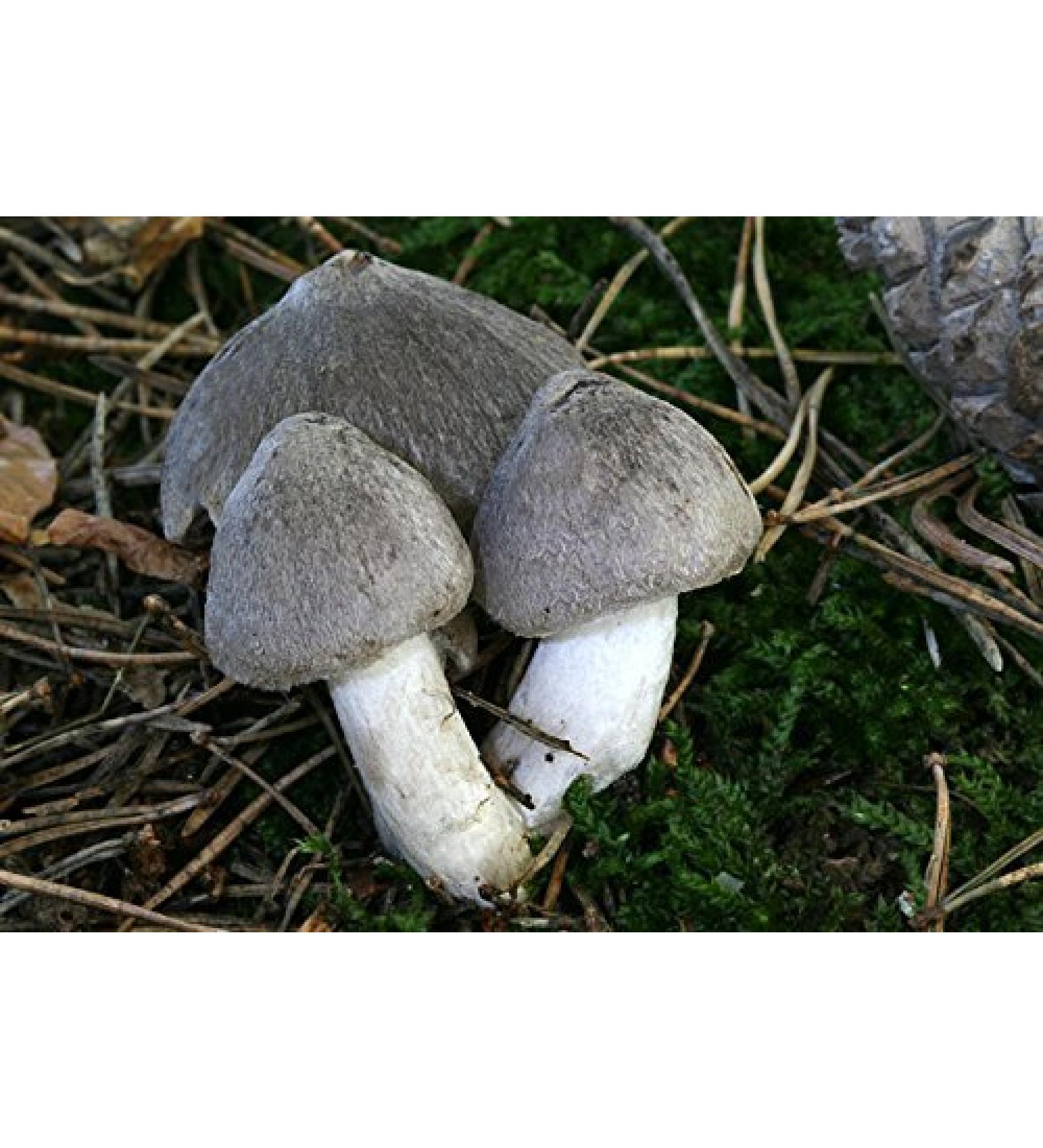 Gray Knight of The Mushroom Tricholoma Terreum Micelio prodenie semi -Dried (10g) - Buy Online on GoSupps.com