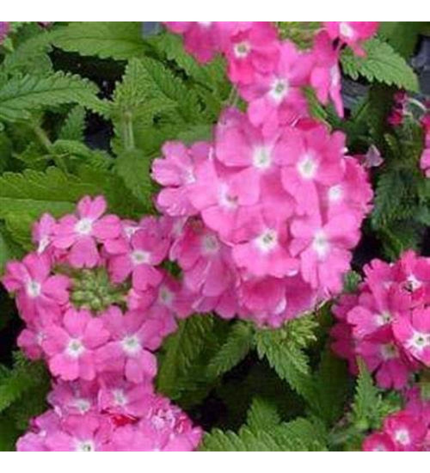 Fresh 1000 semi - Semi Verbena Fiore Della Rosa - Buy Online on GoSupps.com